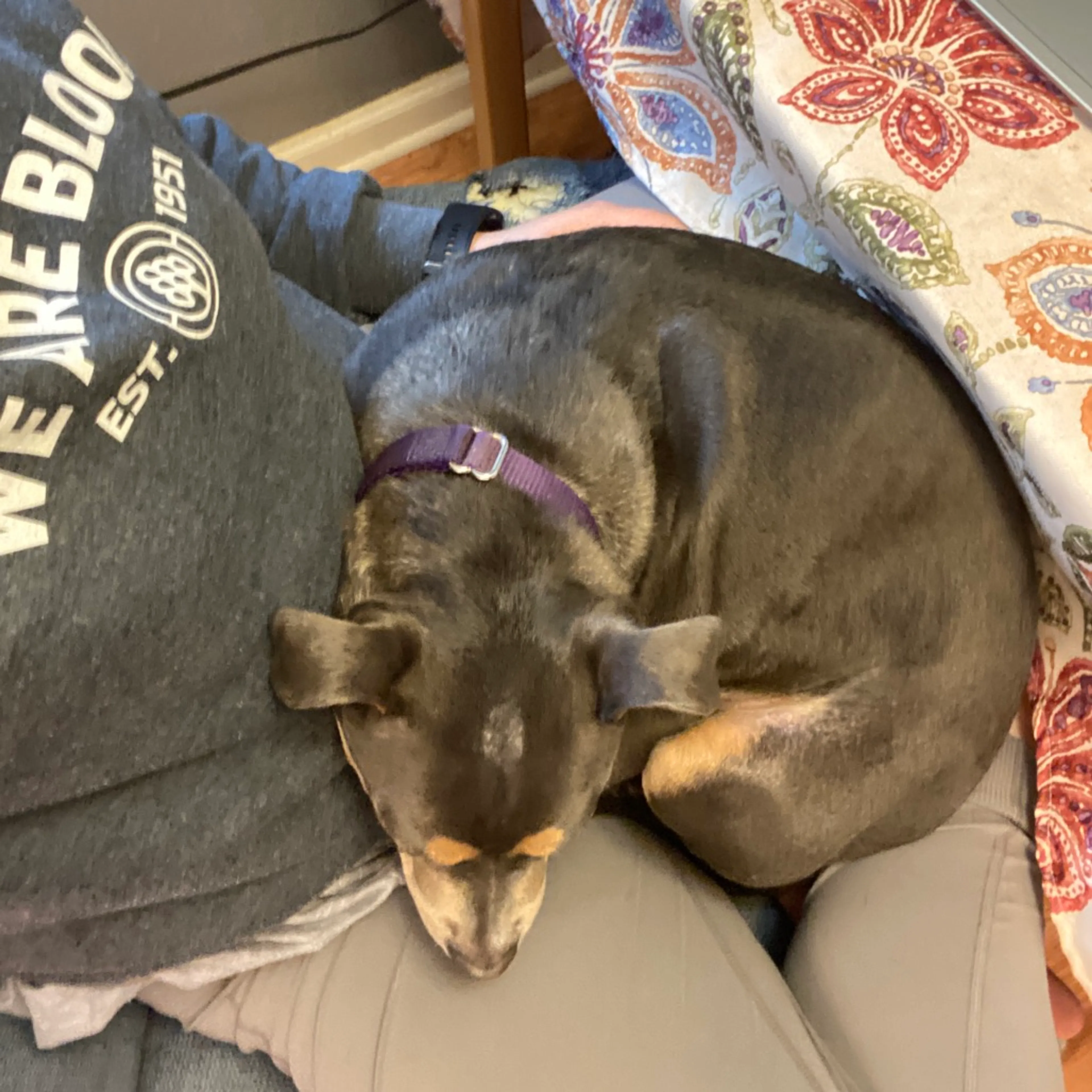 Found pet-13