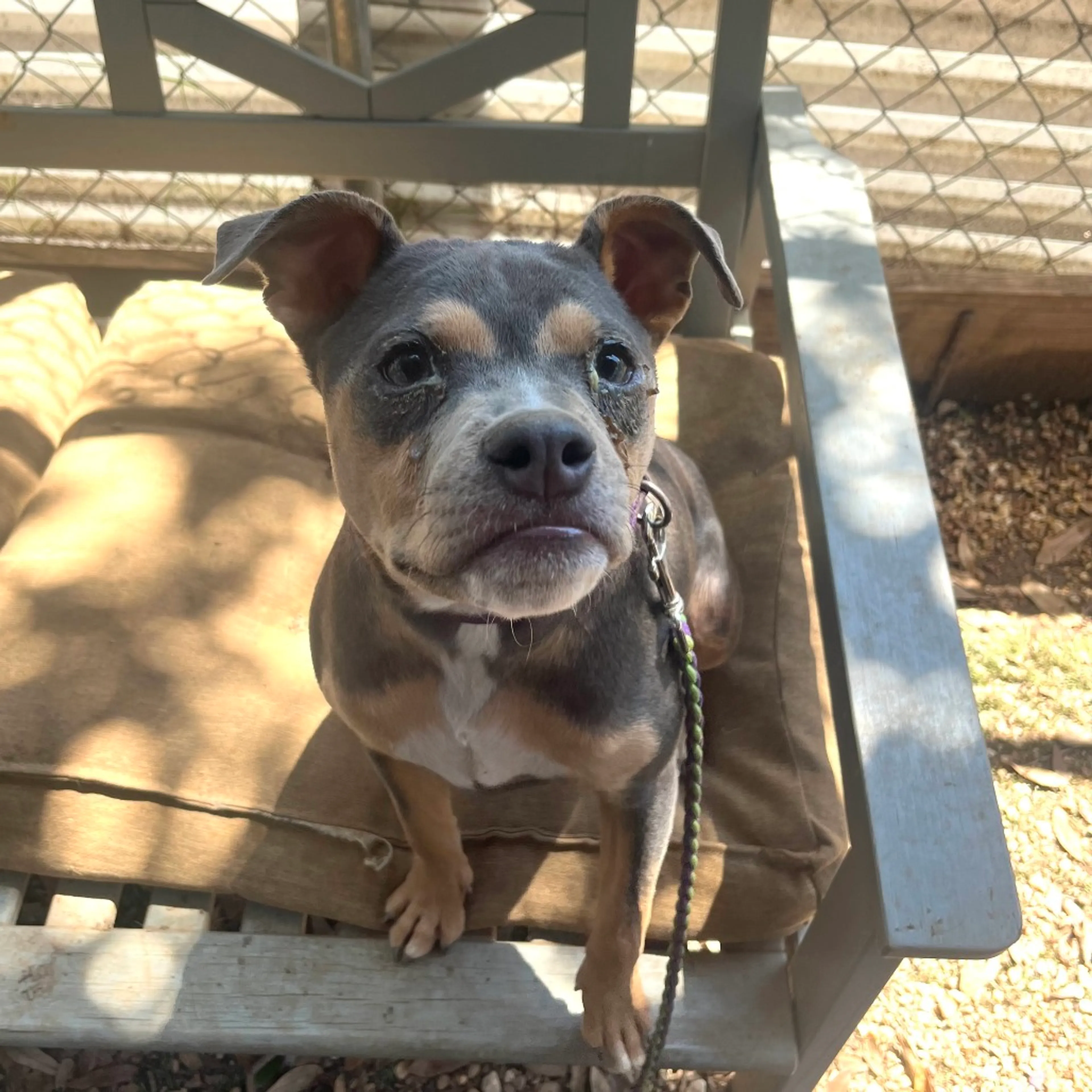 Found pet-21