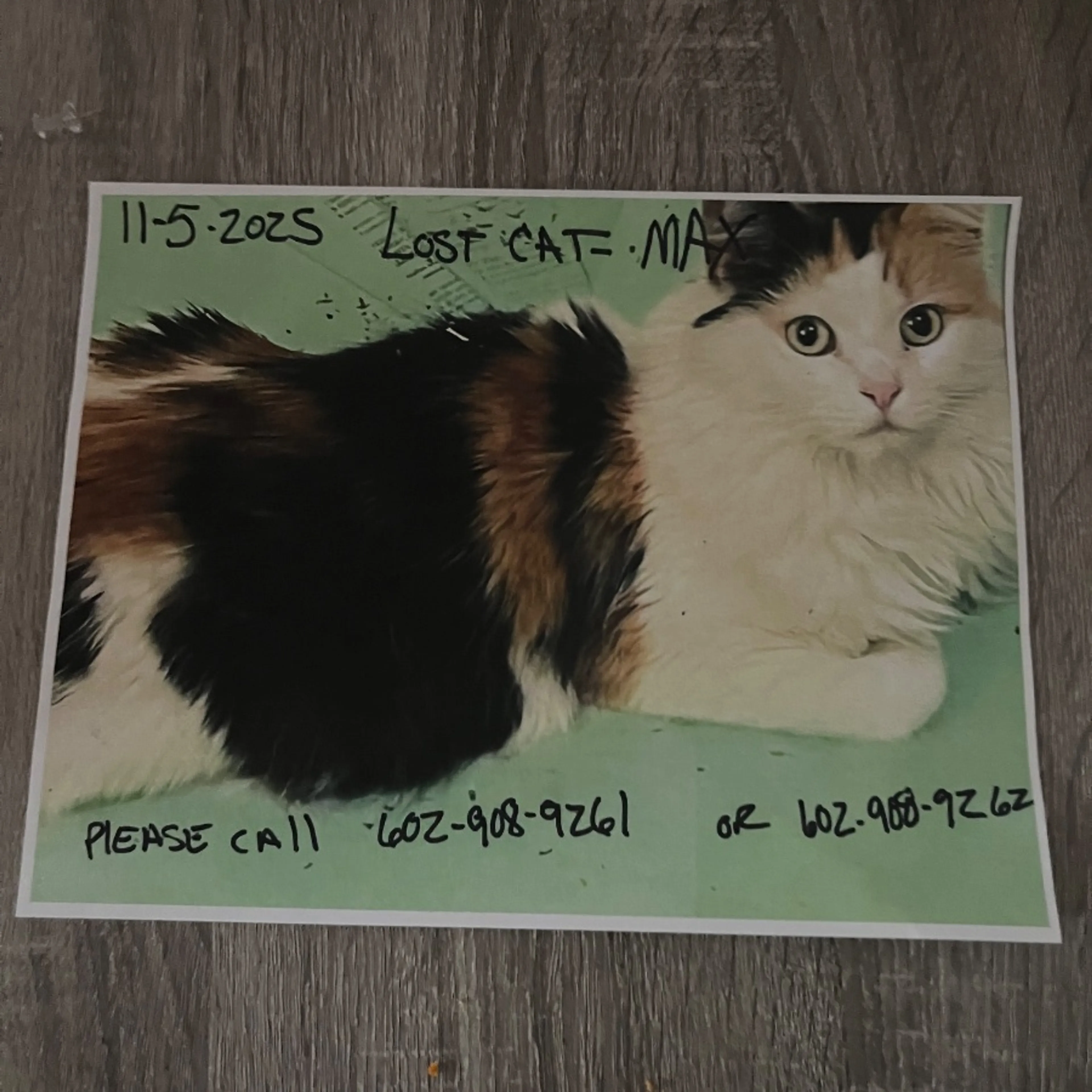 Lost pet-0