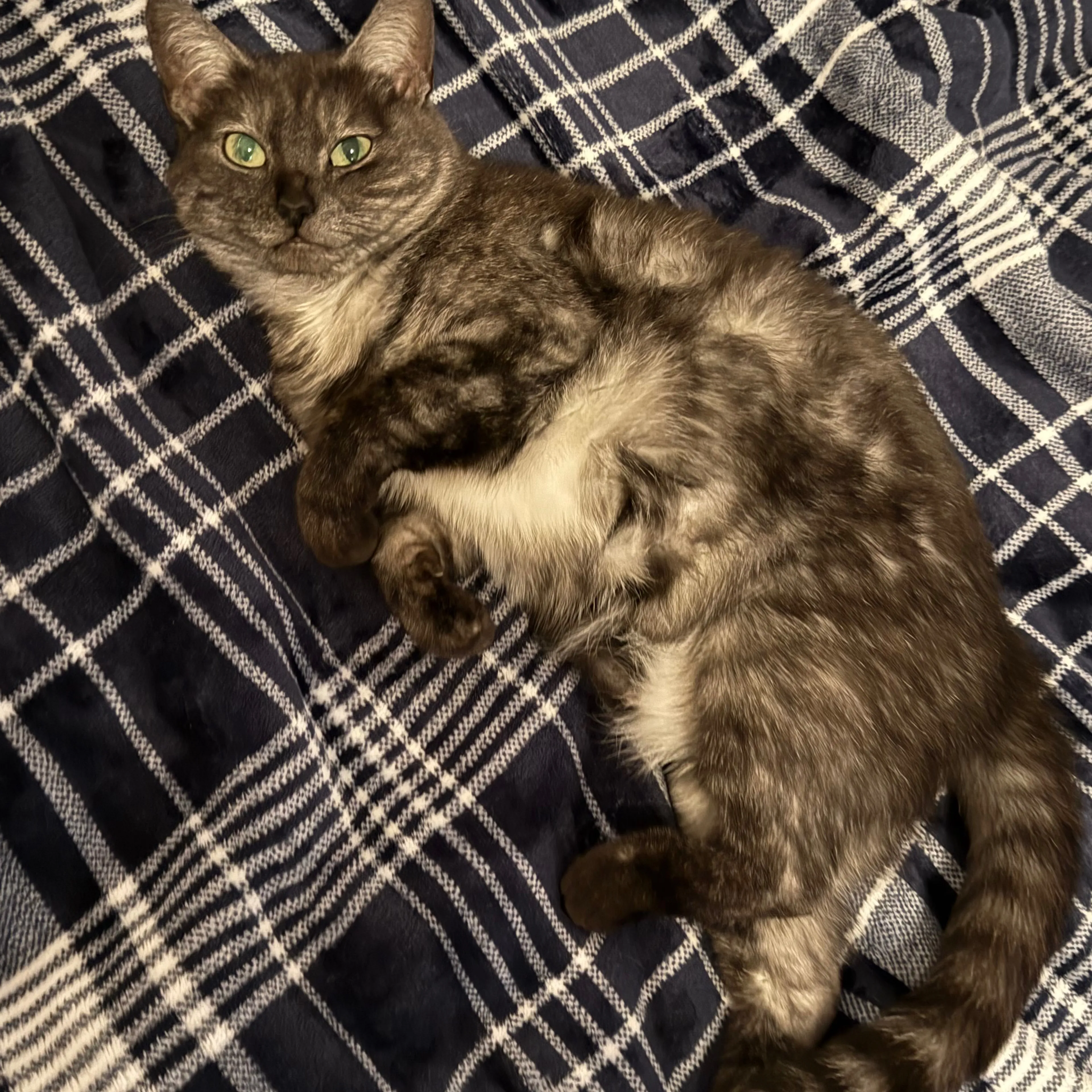 Lost pet-1