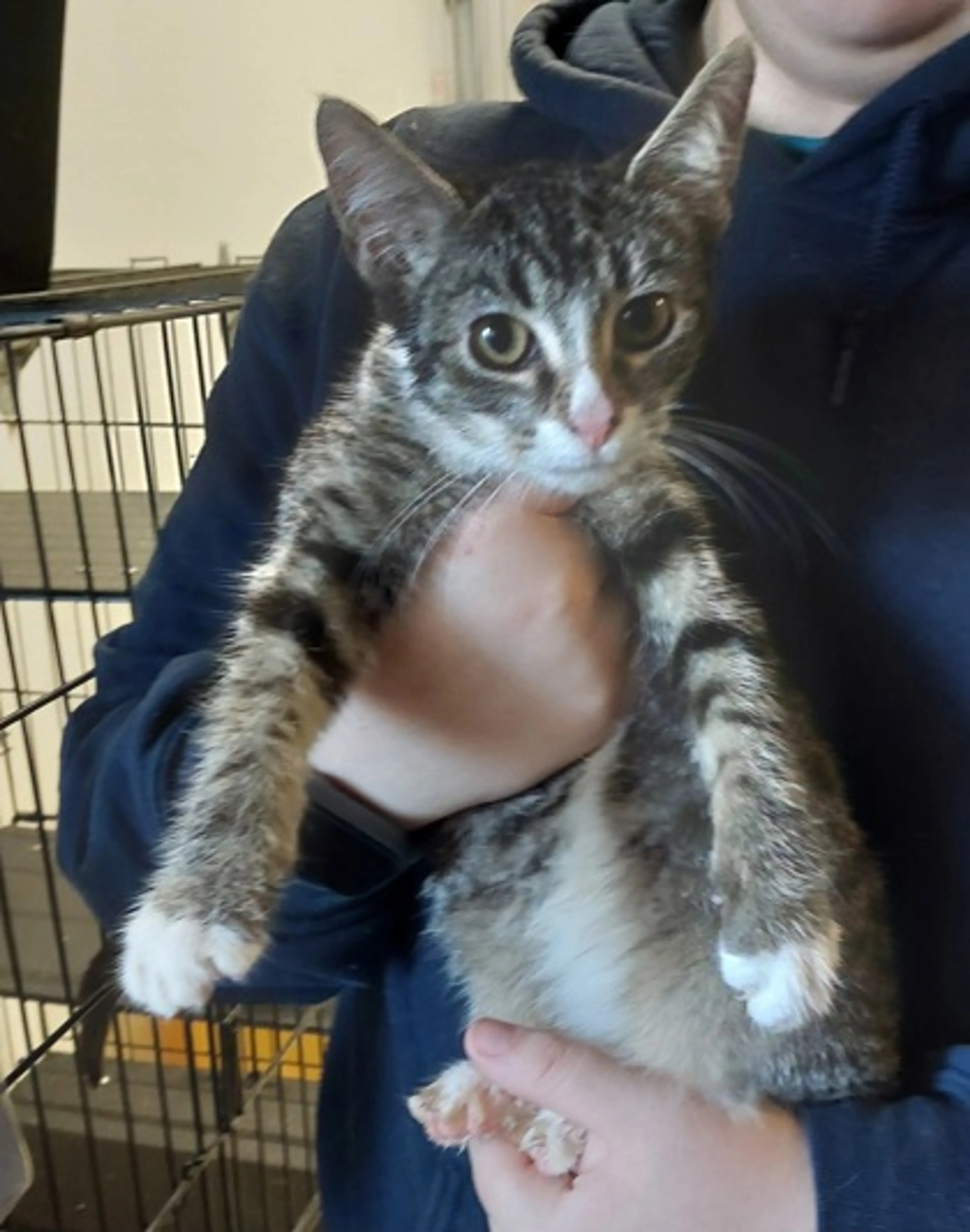 Found pet