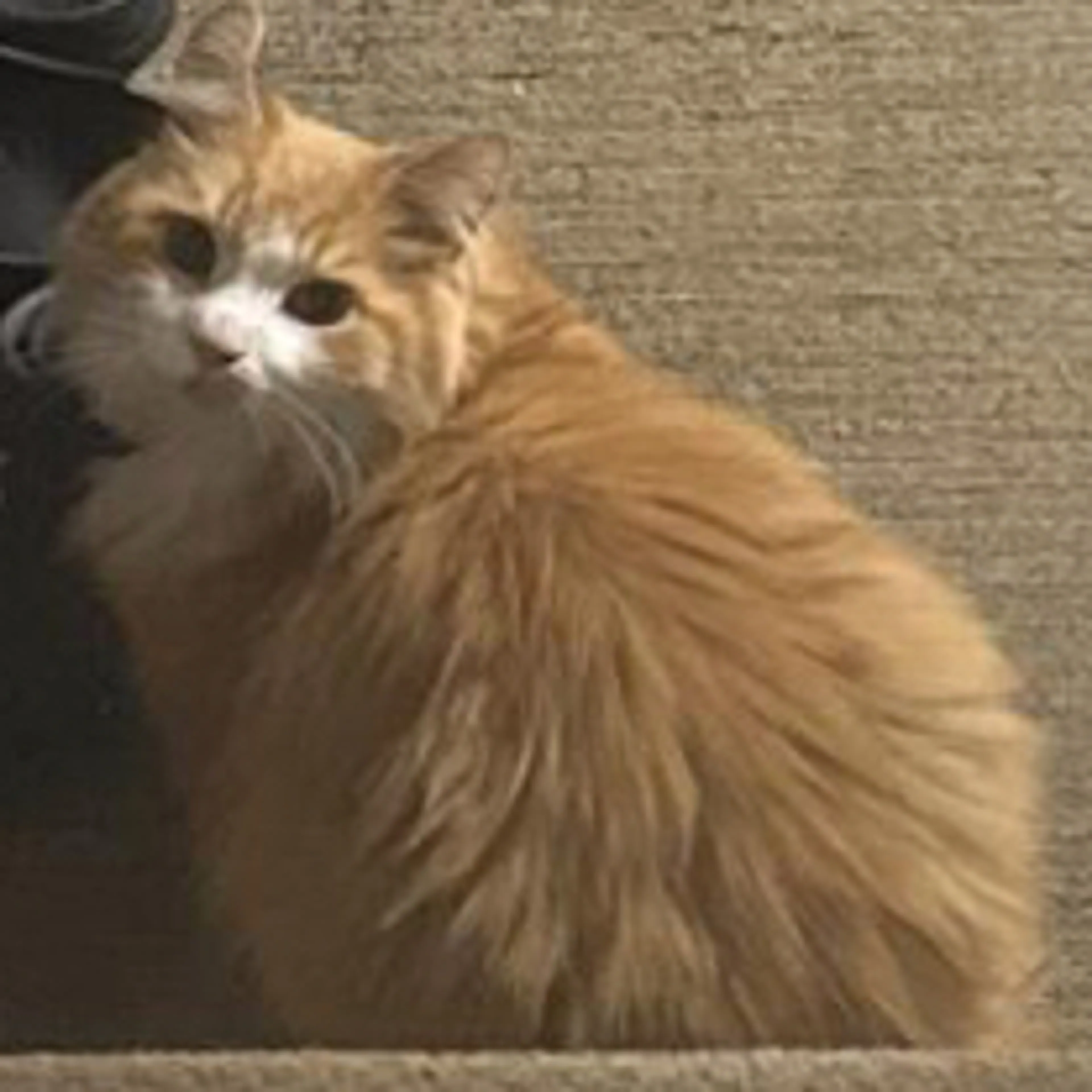 Lost pet-1