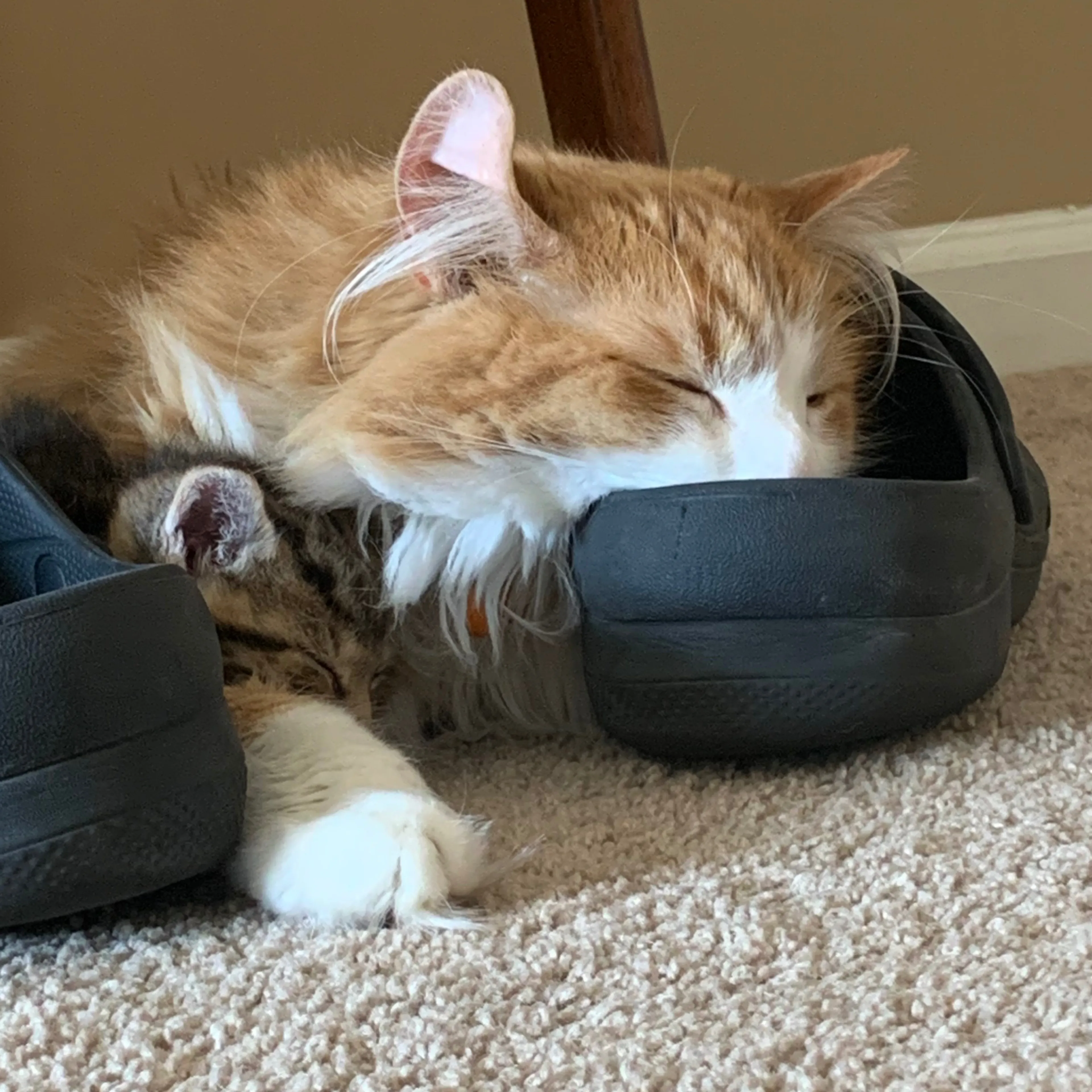 Lost pet-2