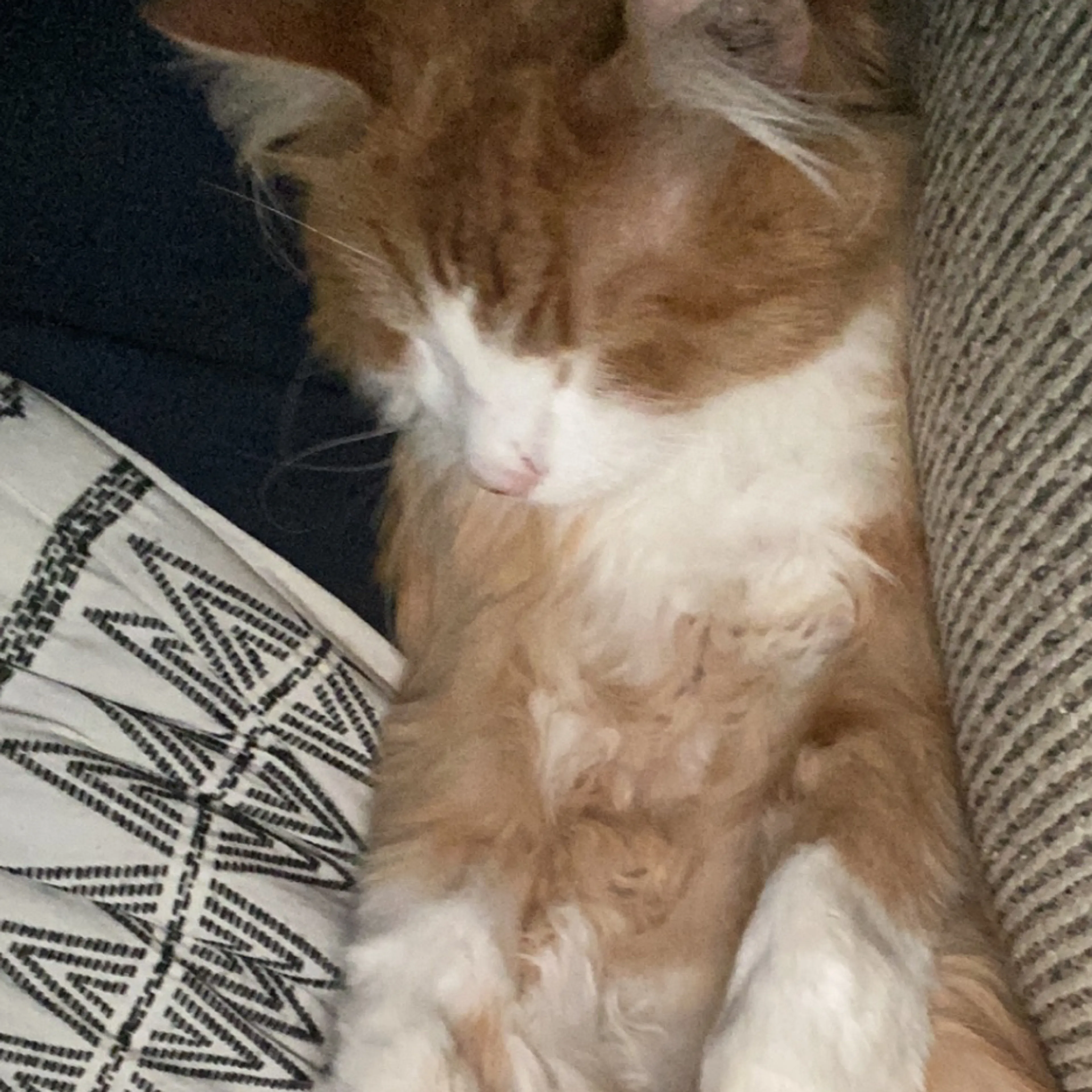 Lost pet-3