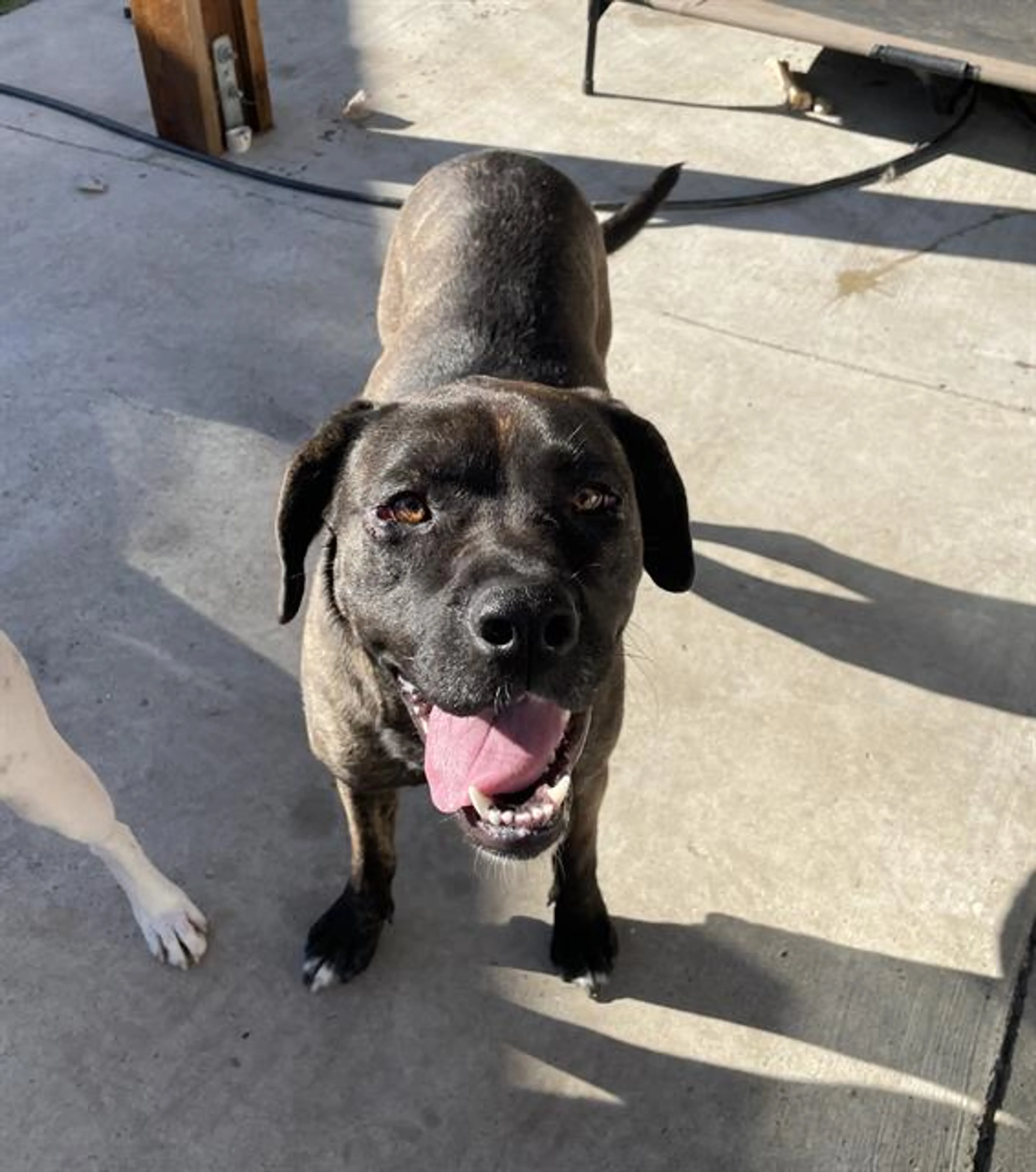 Found pet