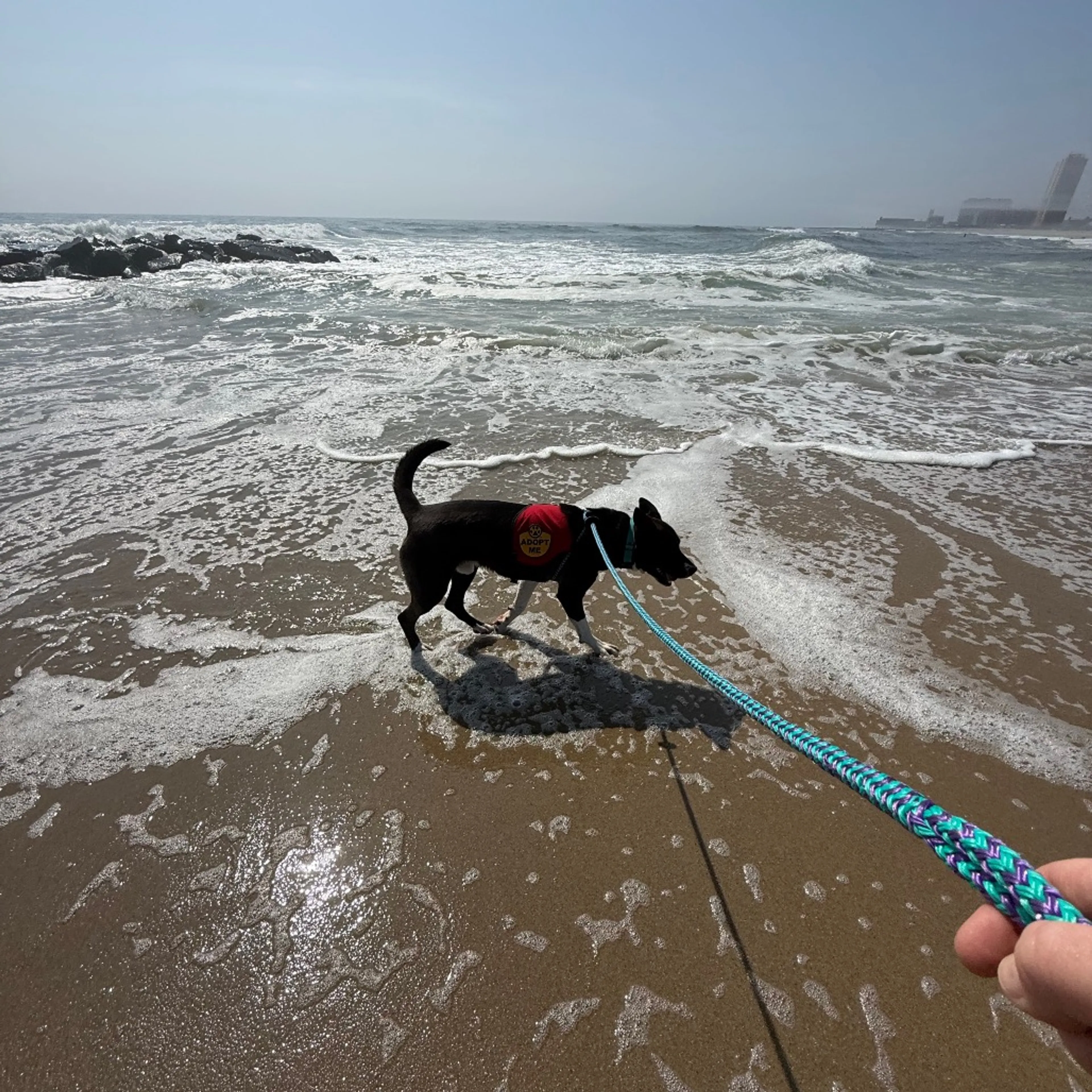 Found pet-22