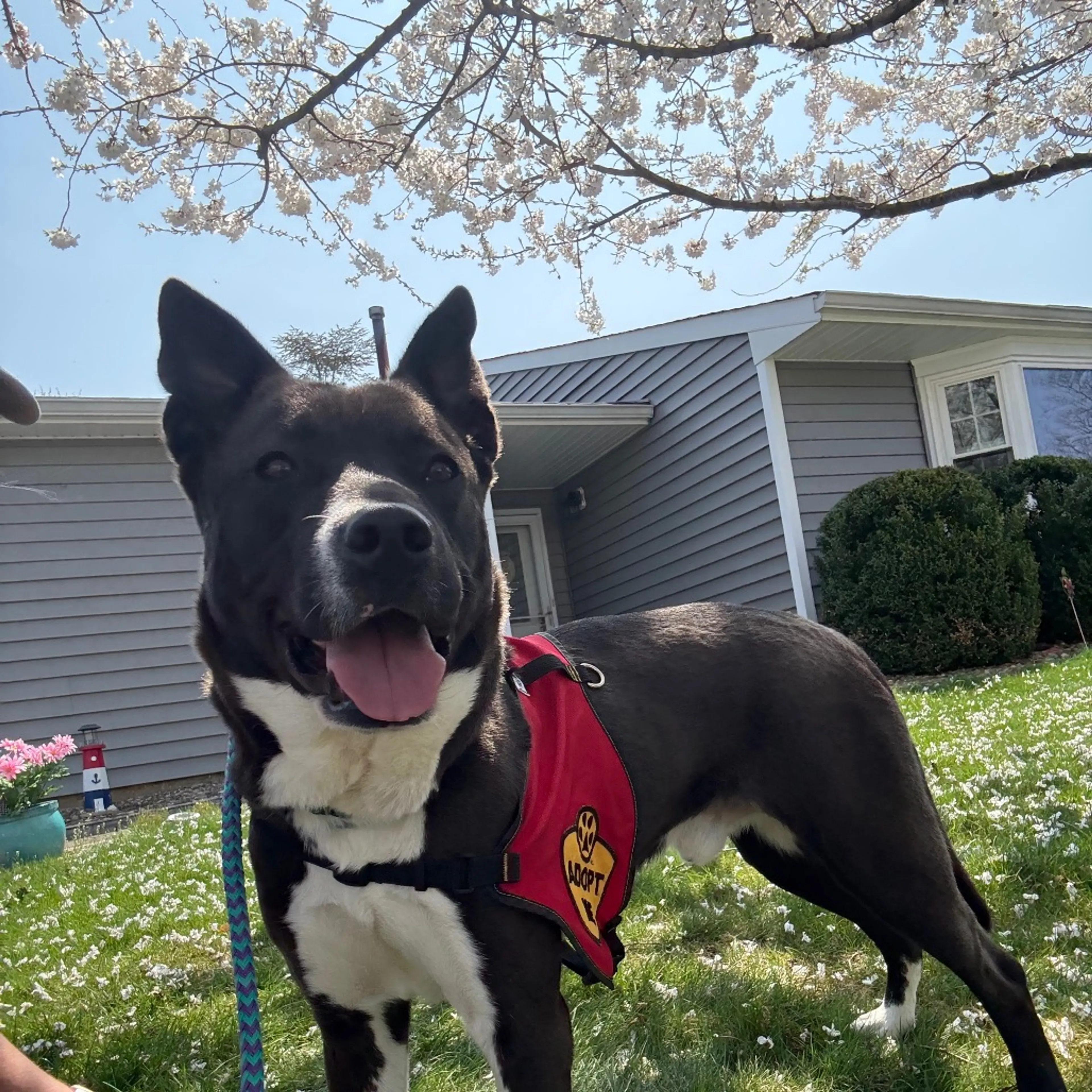 Found pet-19