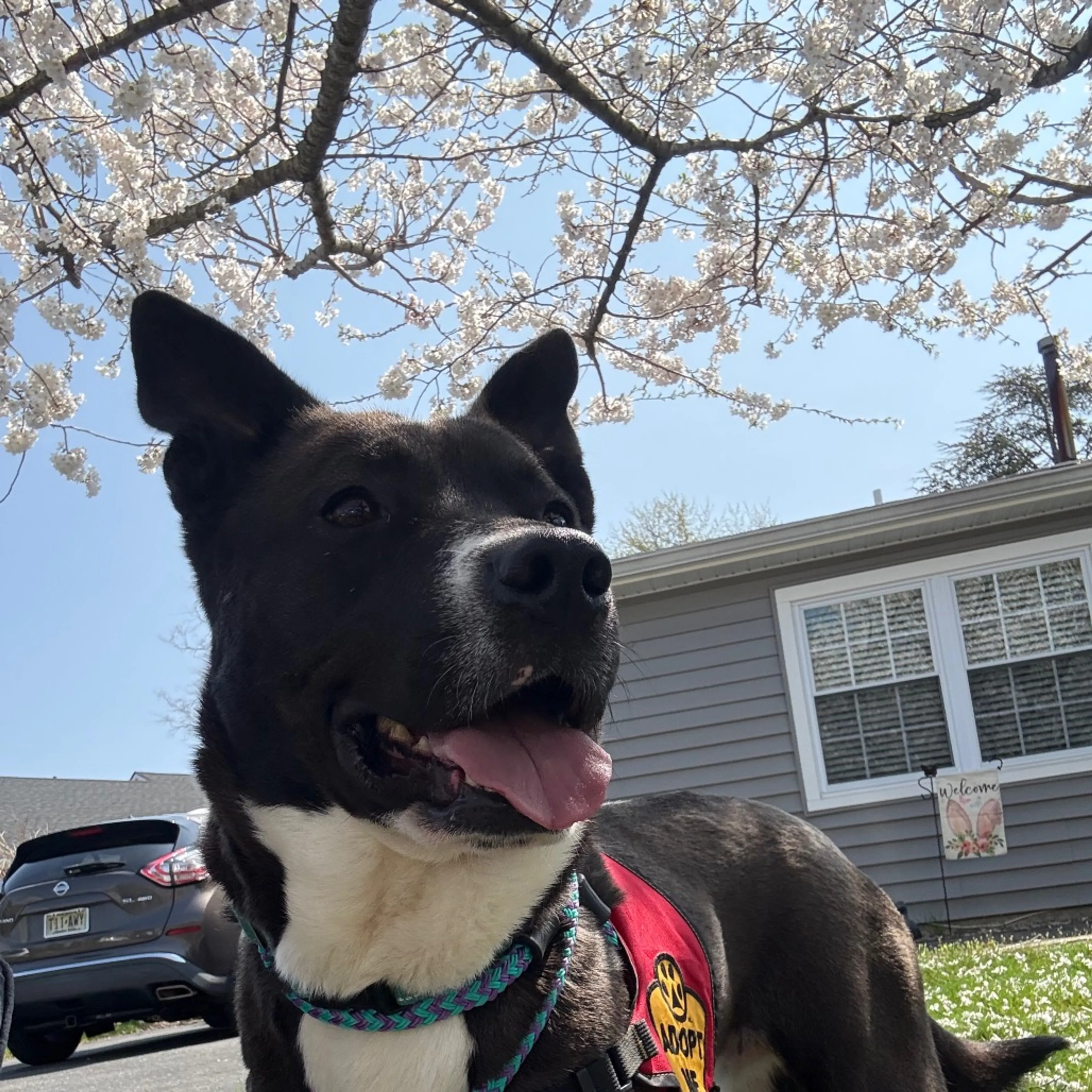 Found pet-21