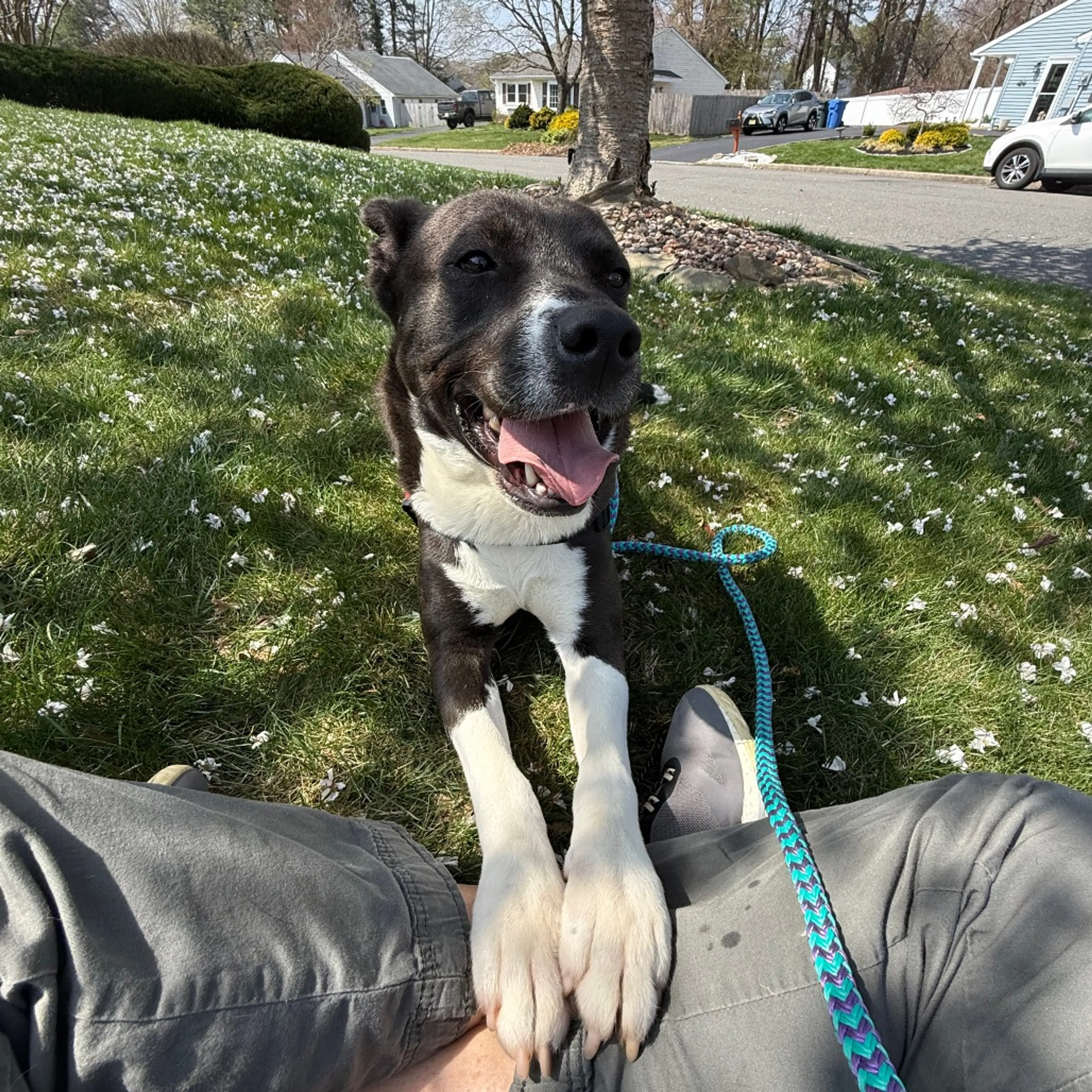 Found pet-20