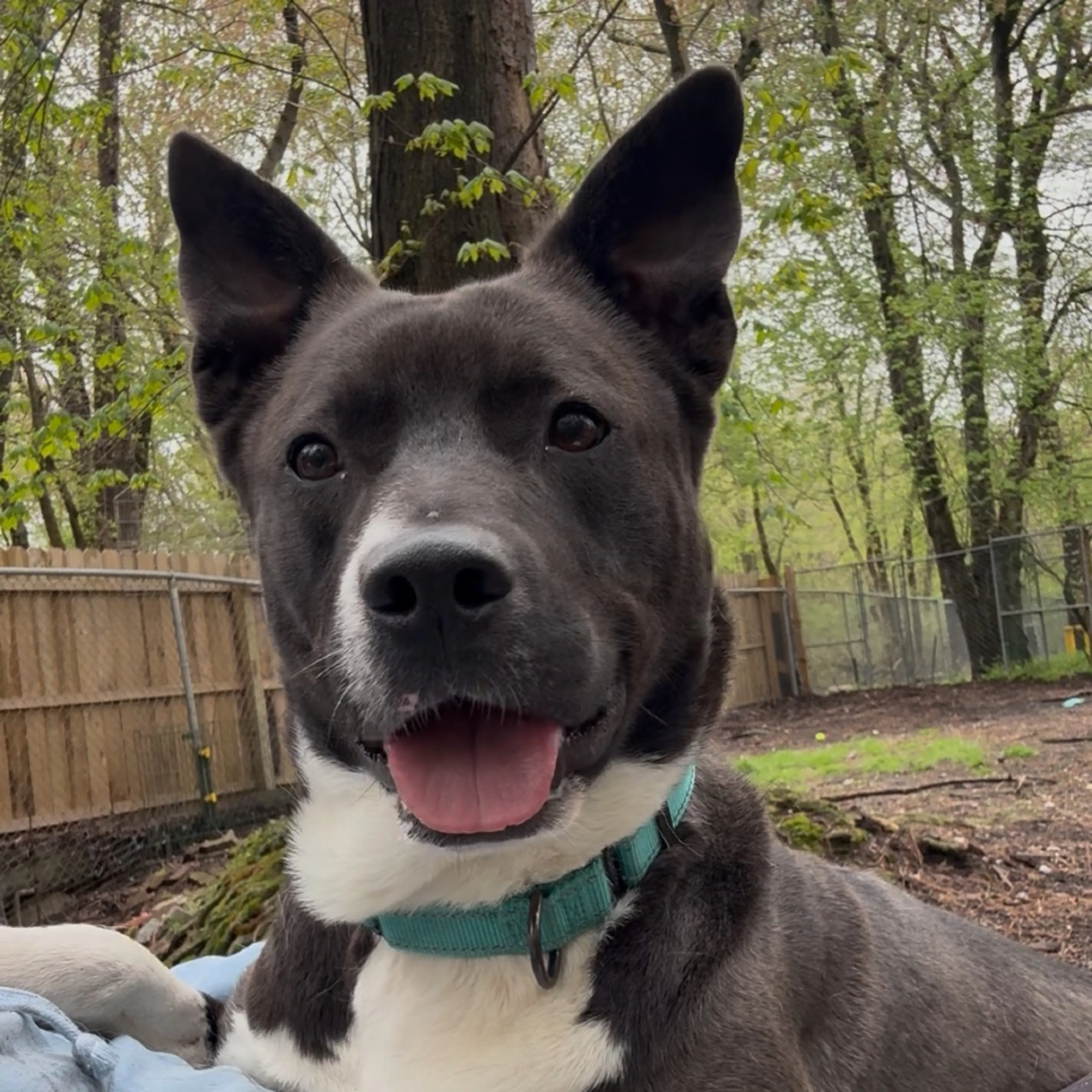 Found pet-25