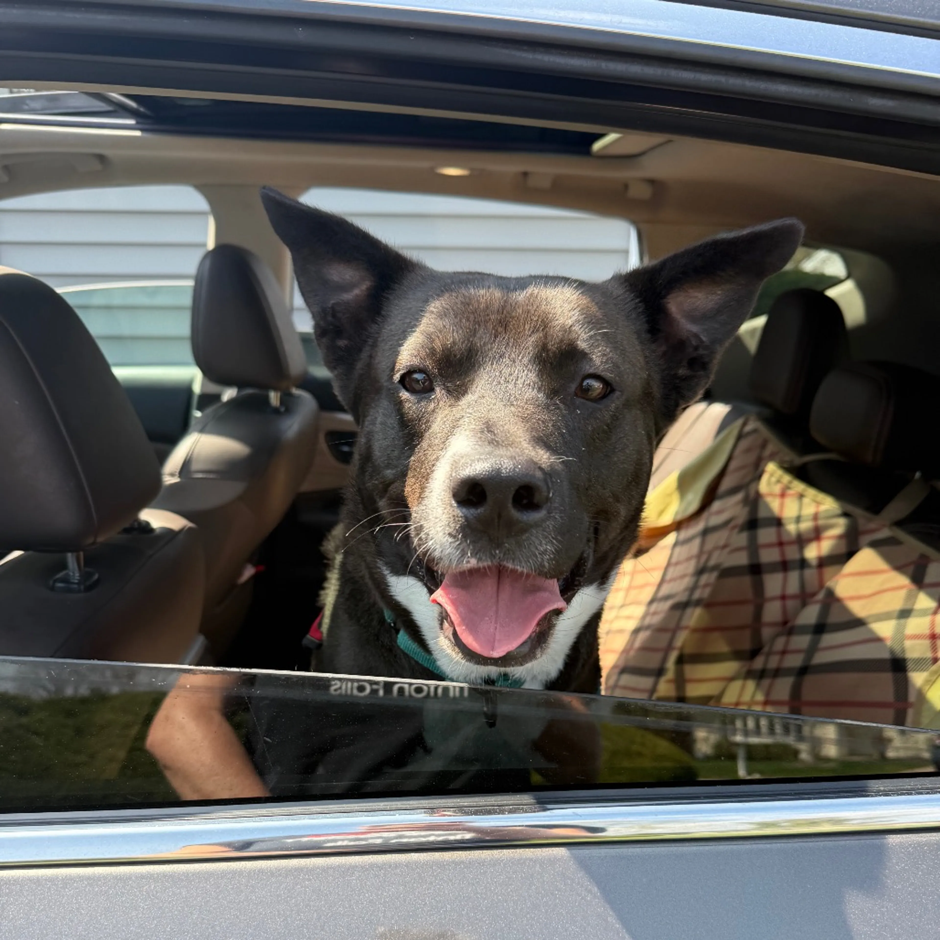 Found pet-18