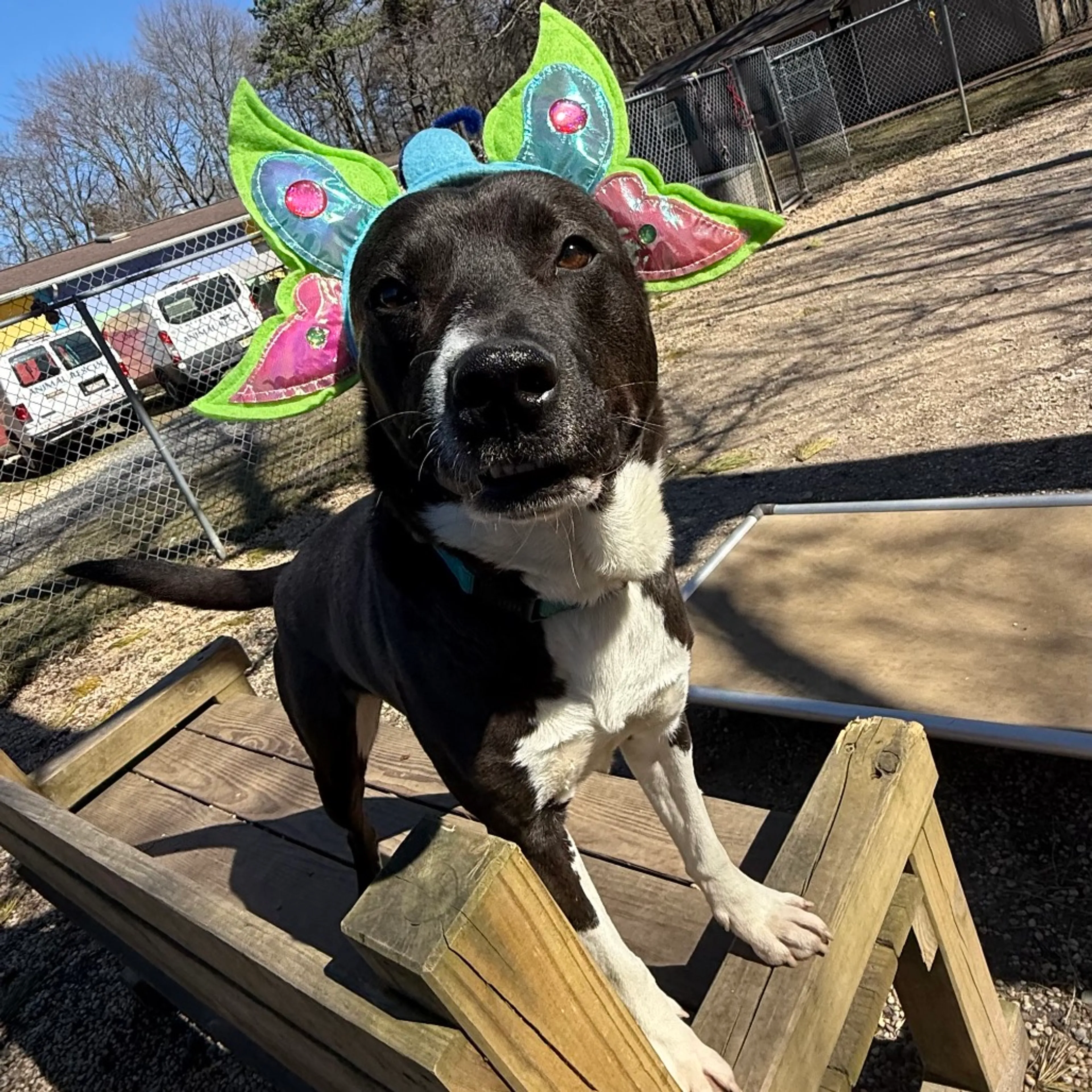 Found pet-17