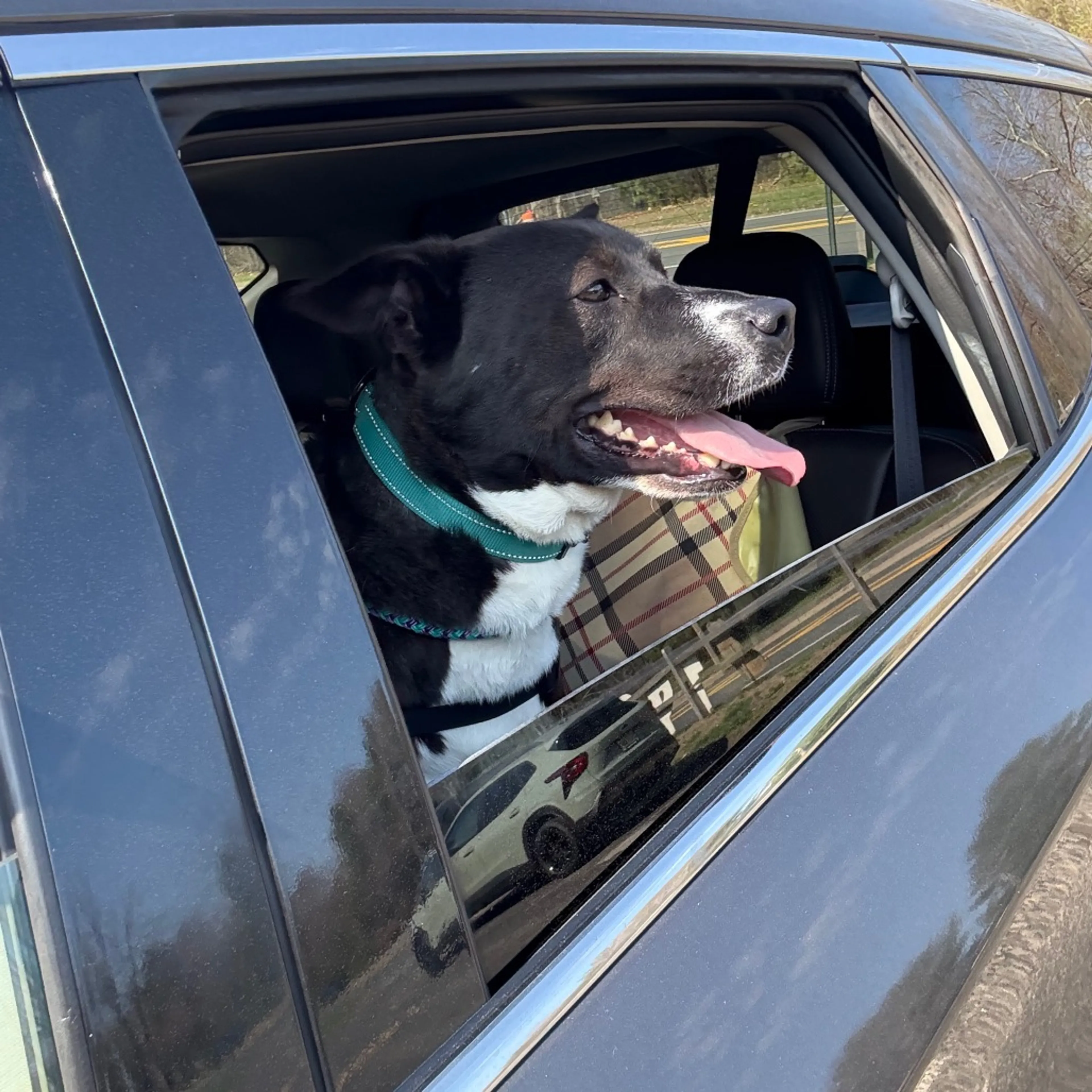 Found pet-24