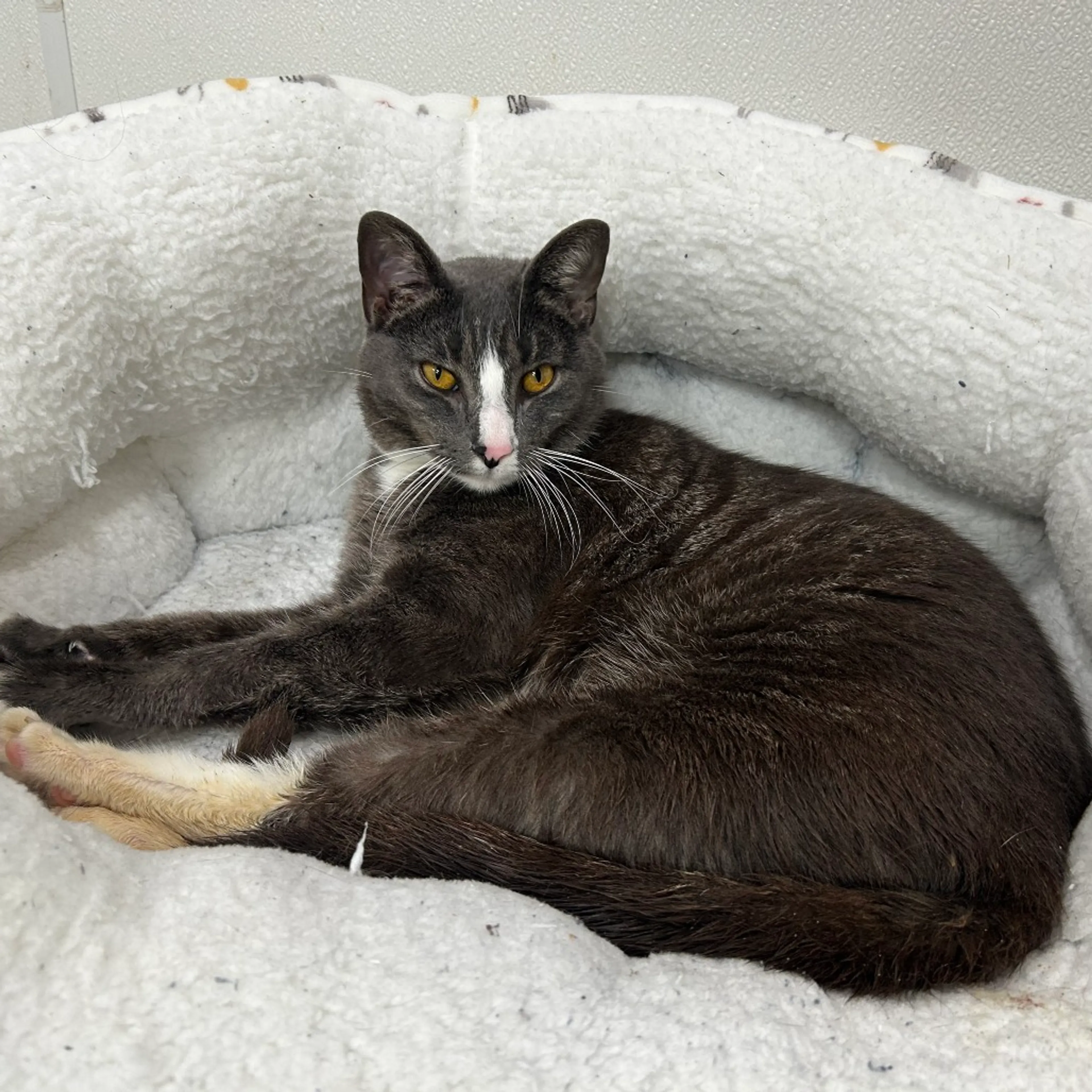 cdn image