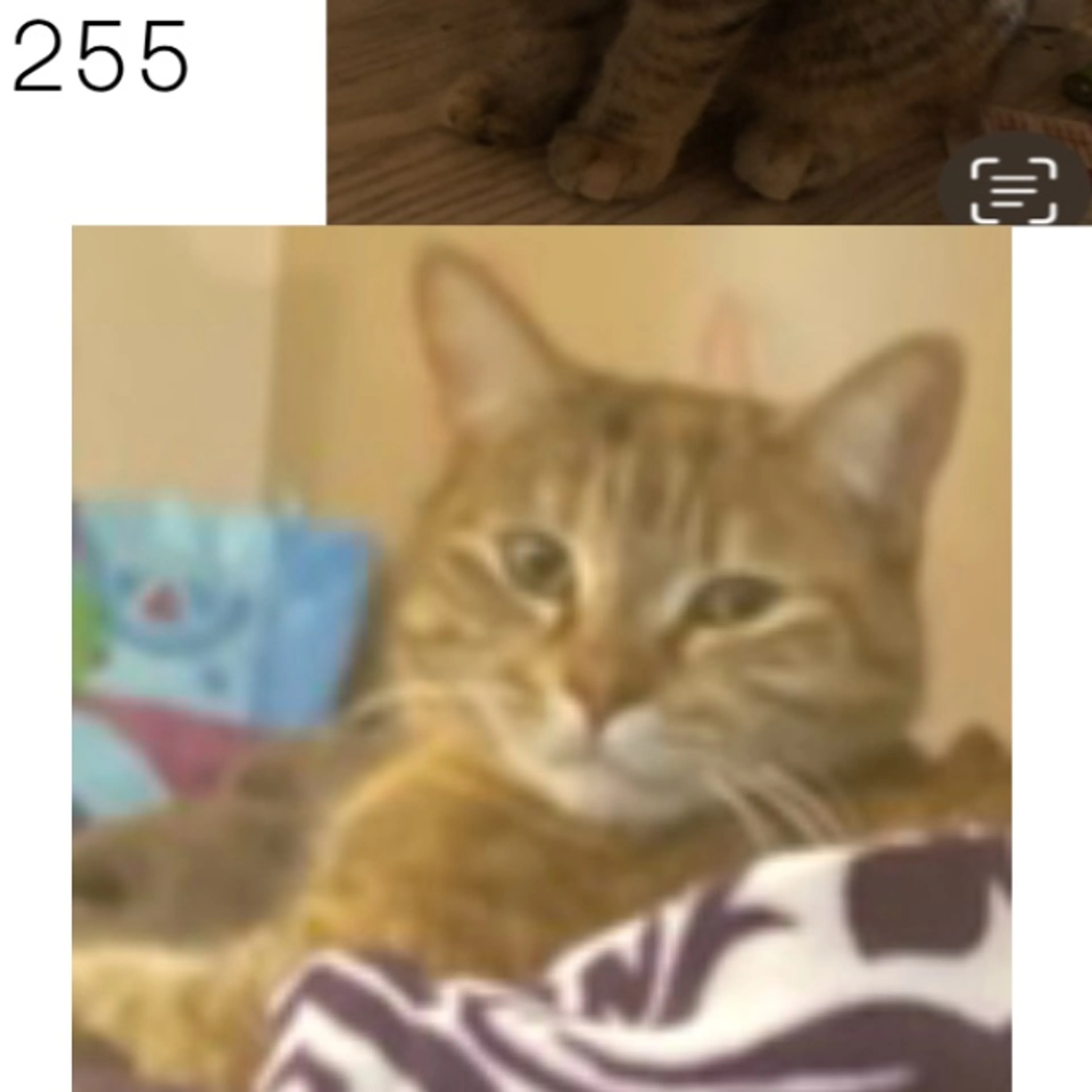 Lost pet