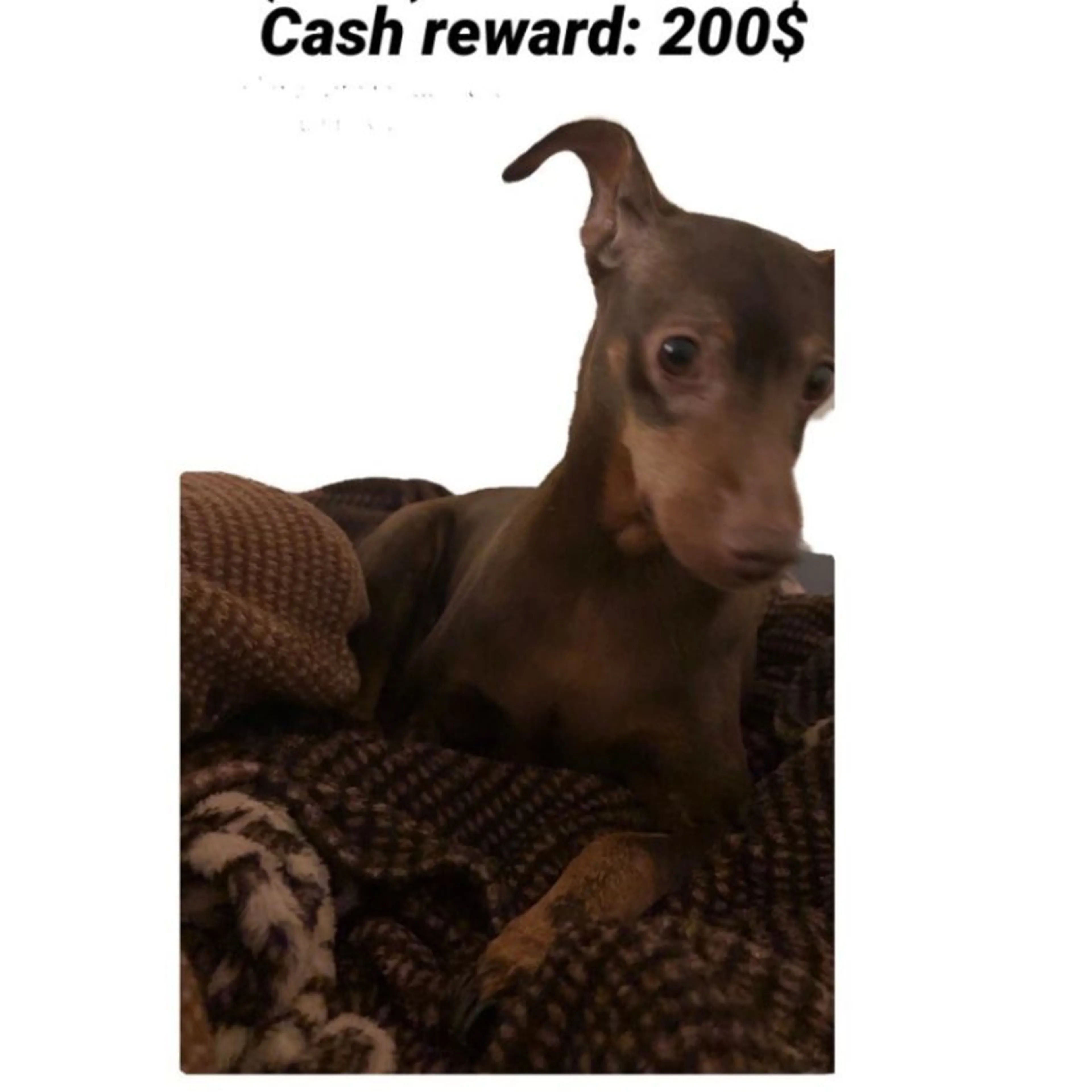 Lost pet
