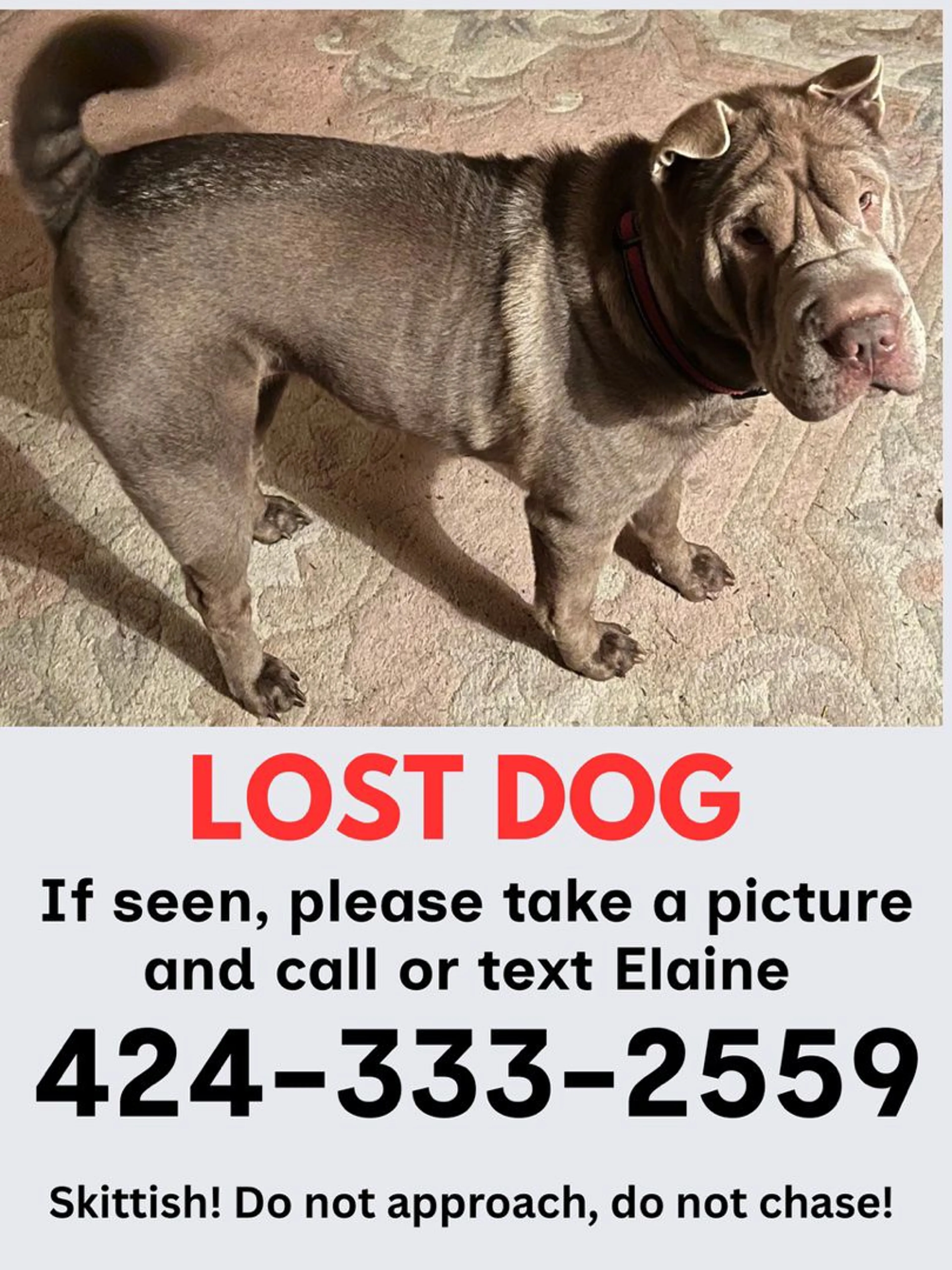 Lost pet