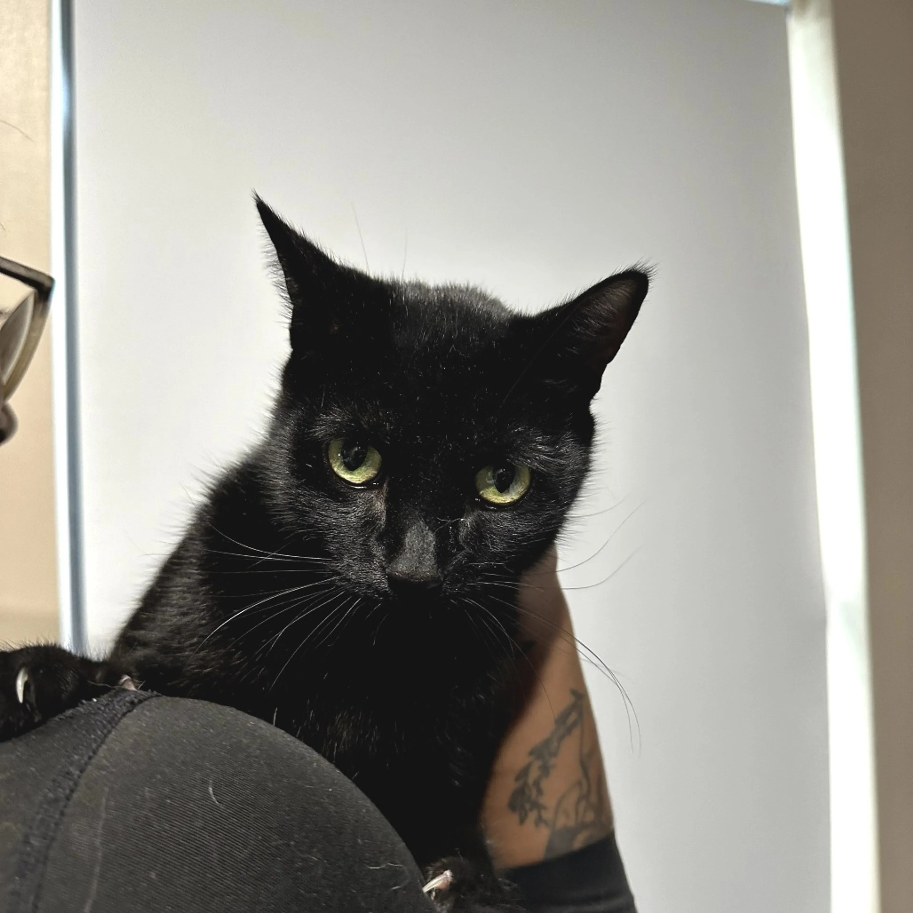 Found pet-1