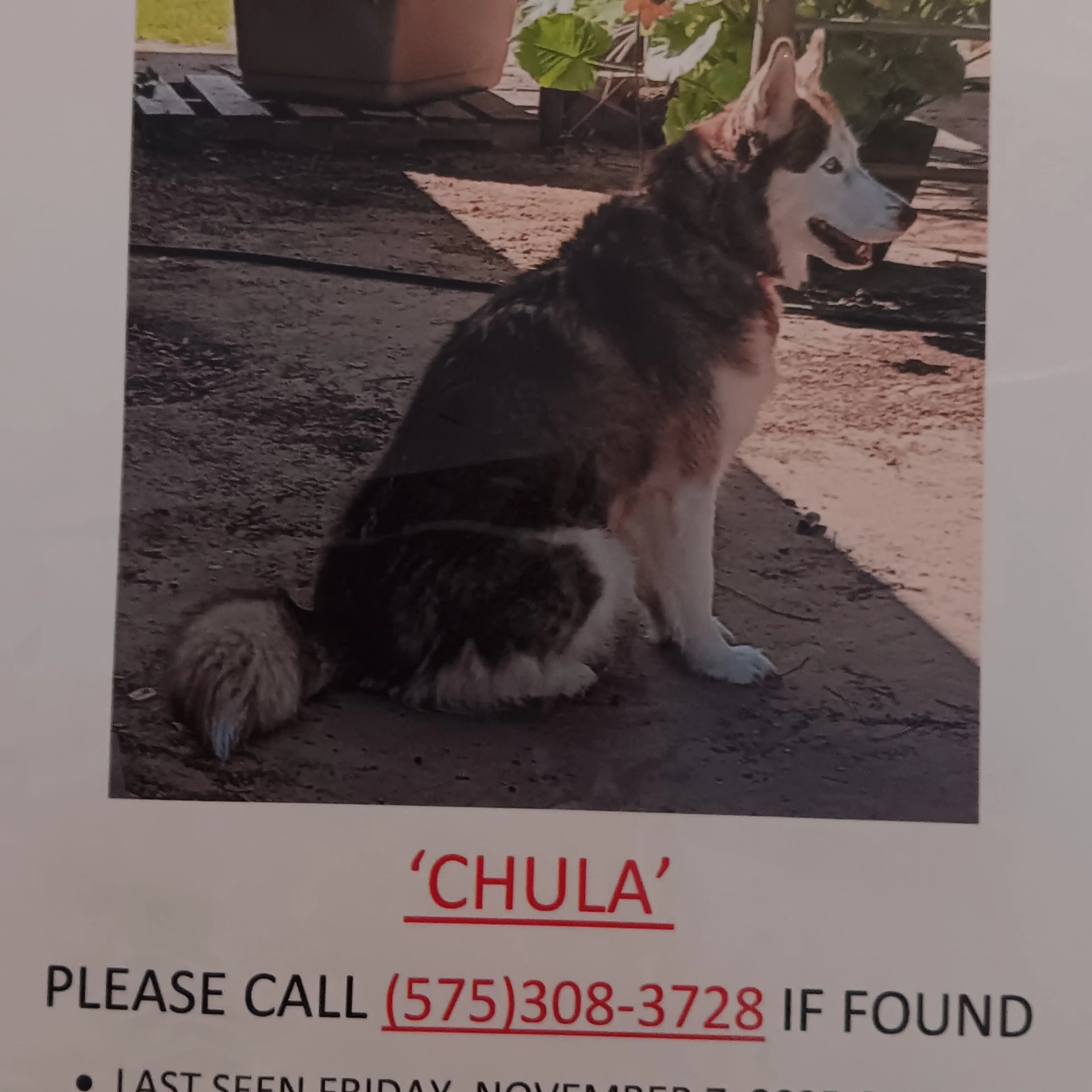 Lost pet-2