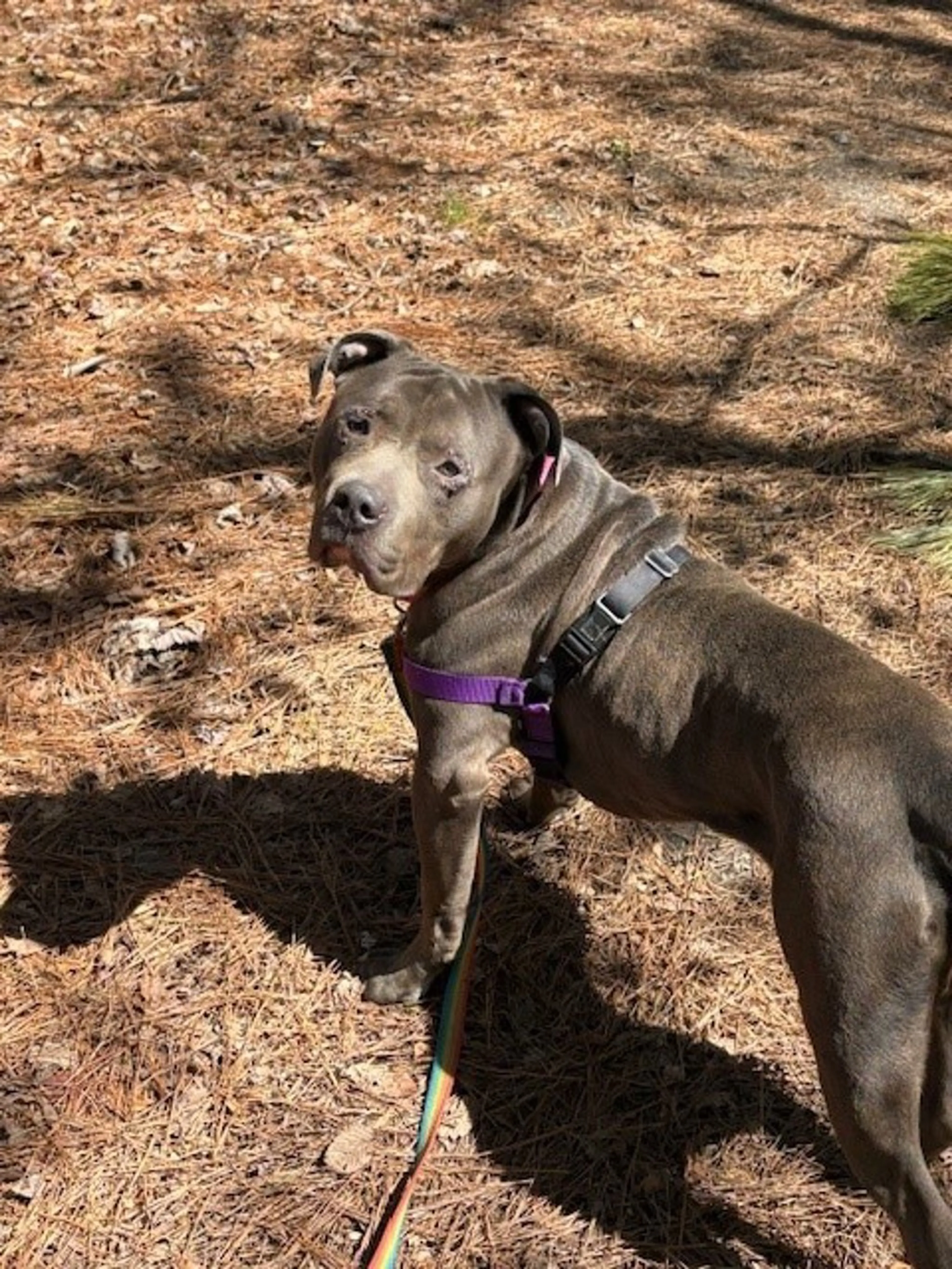 Found pet-1