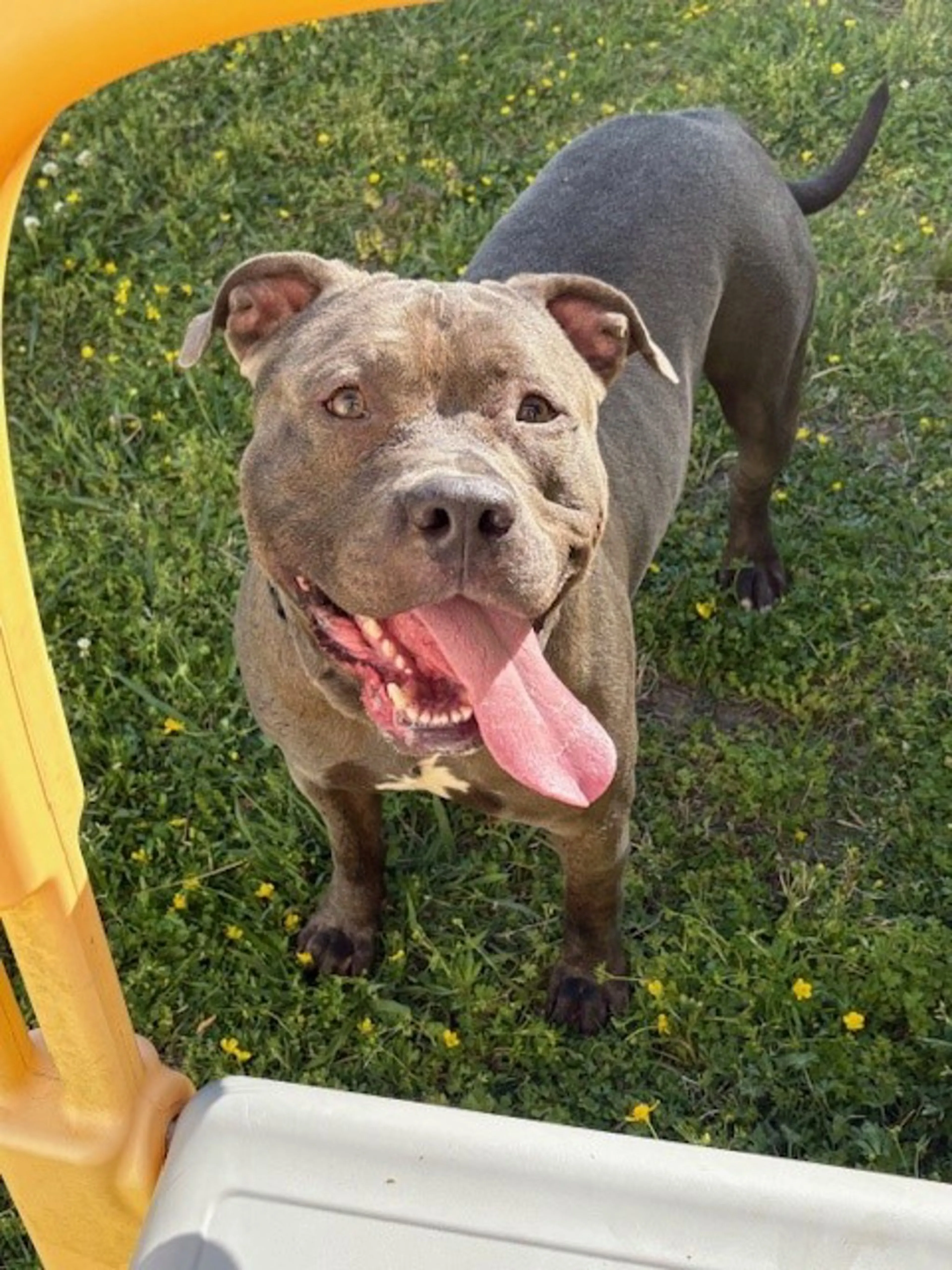 Found pet-2