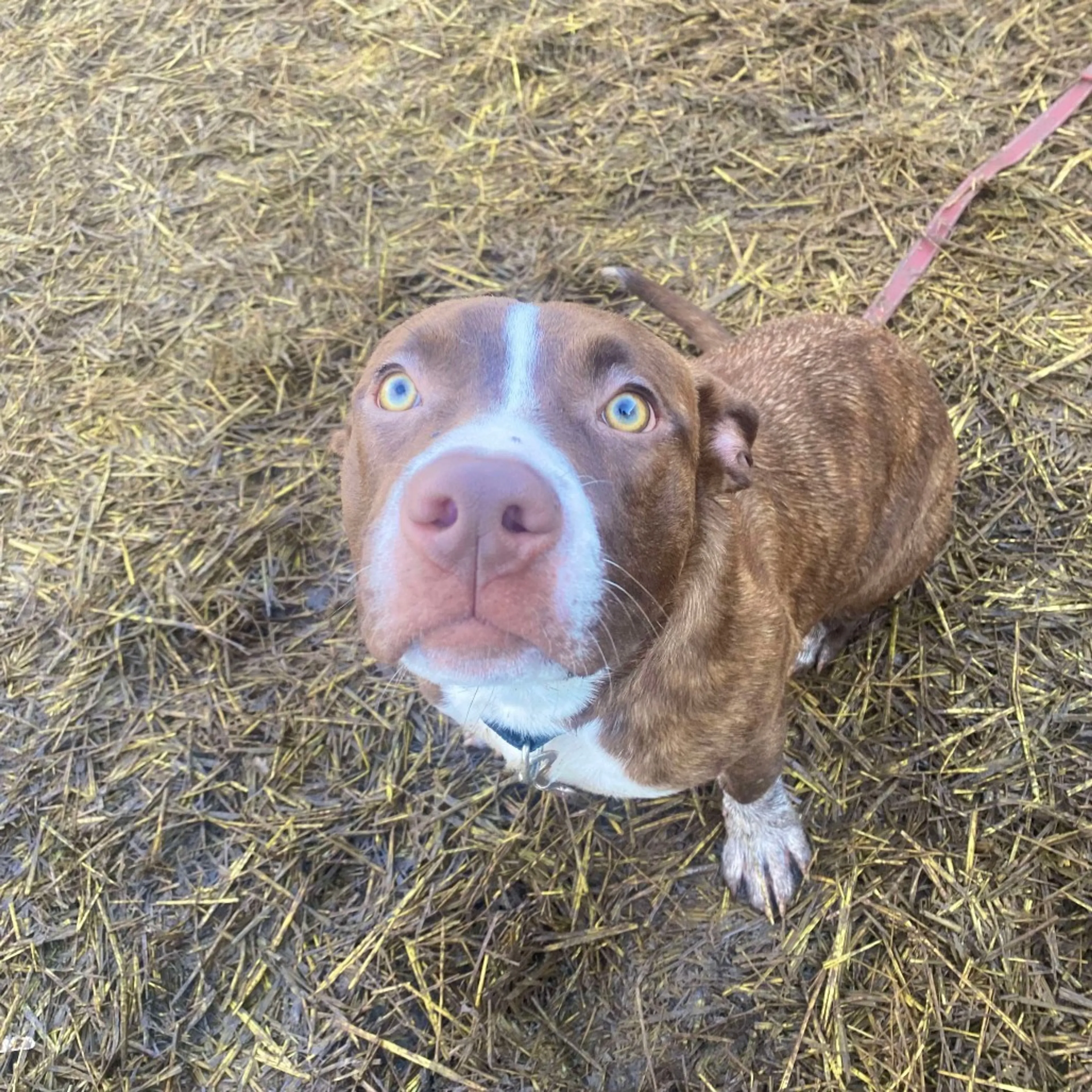 Found pet-1