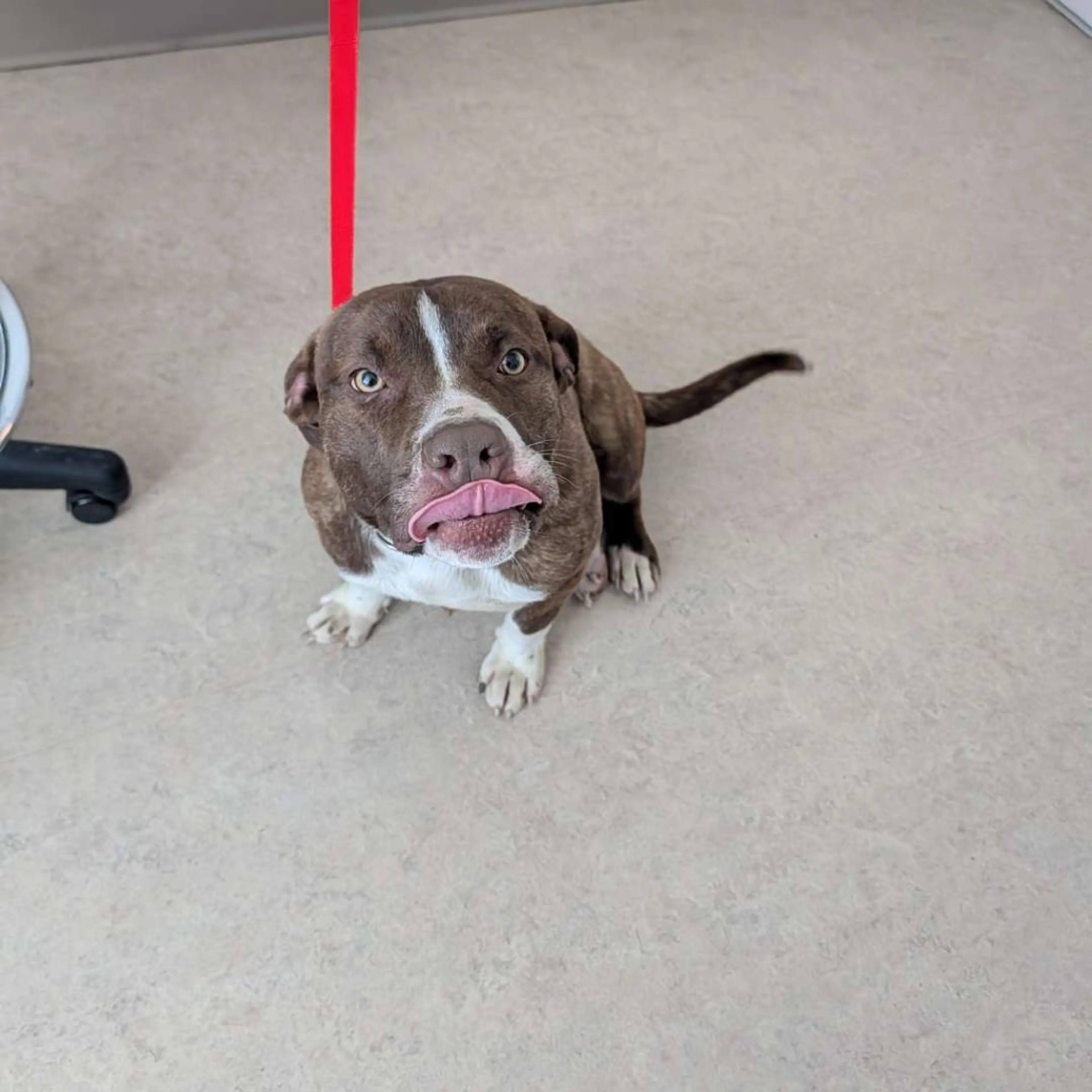 Found pet-3