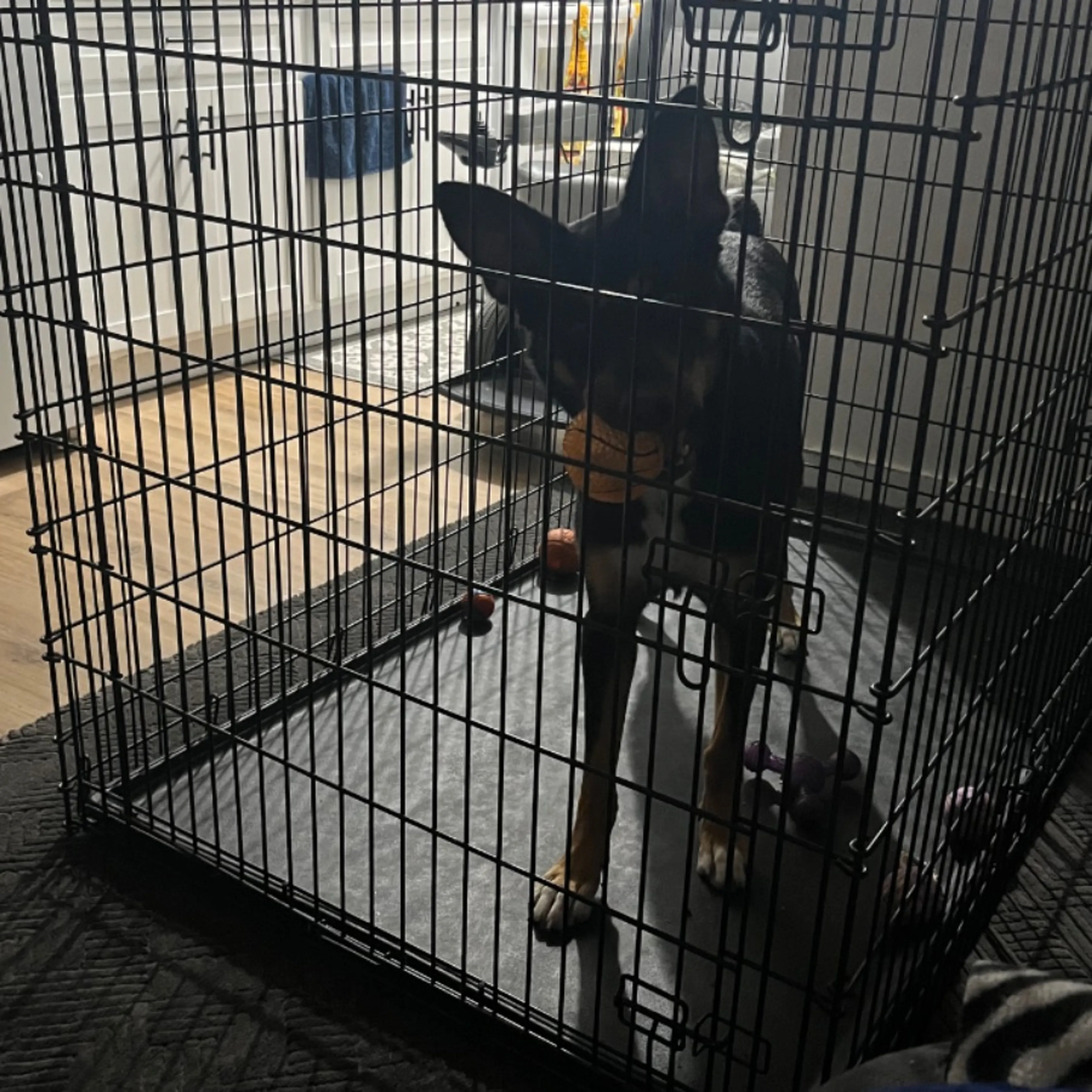 Lost pet