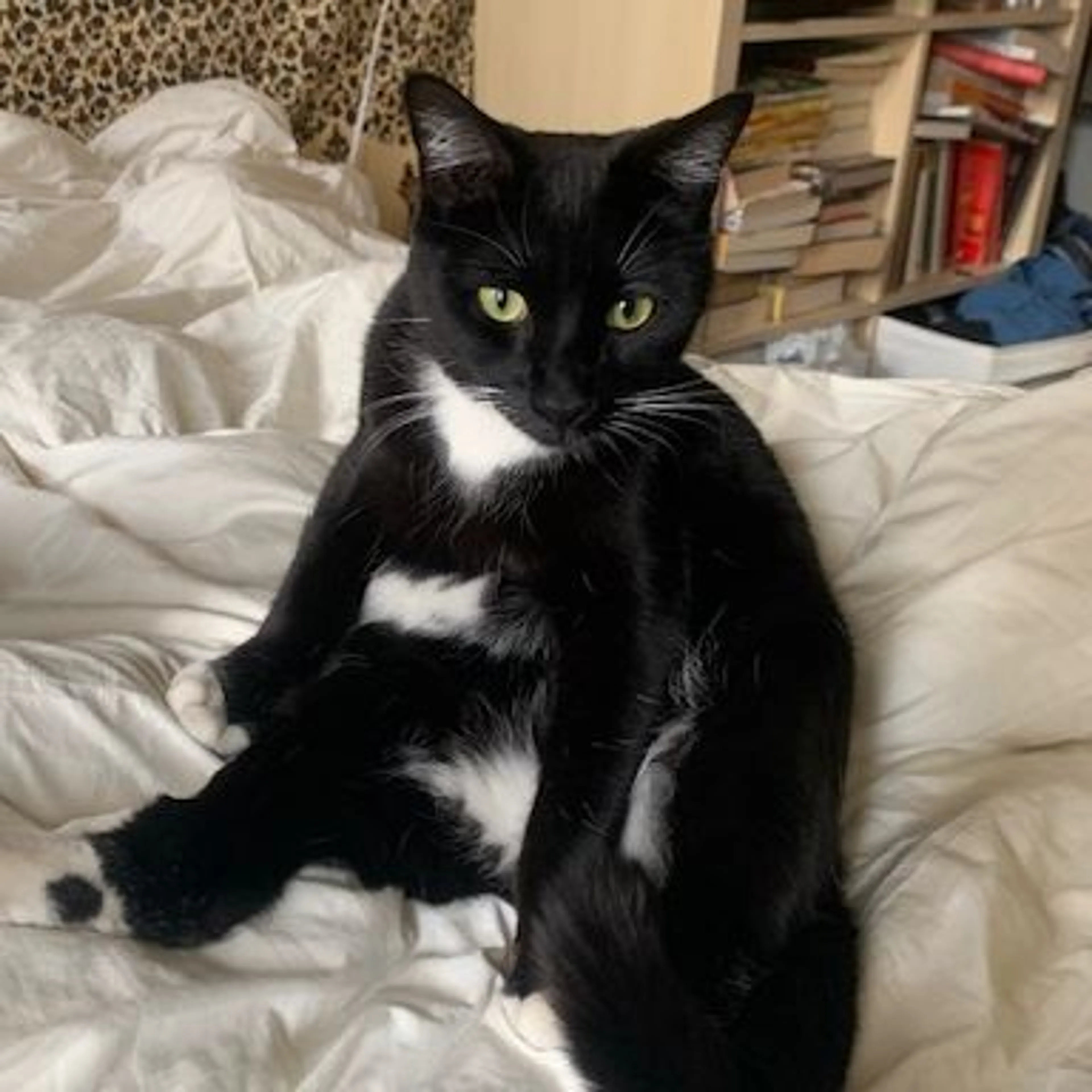Lost pet