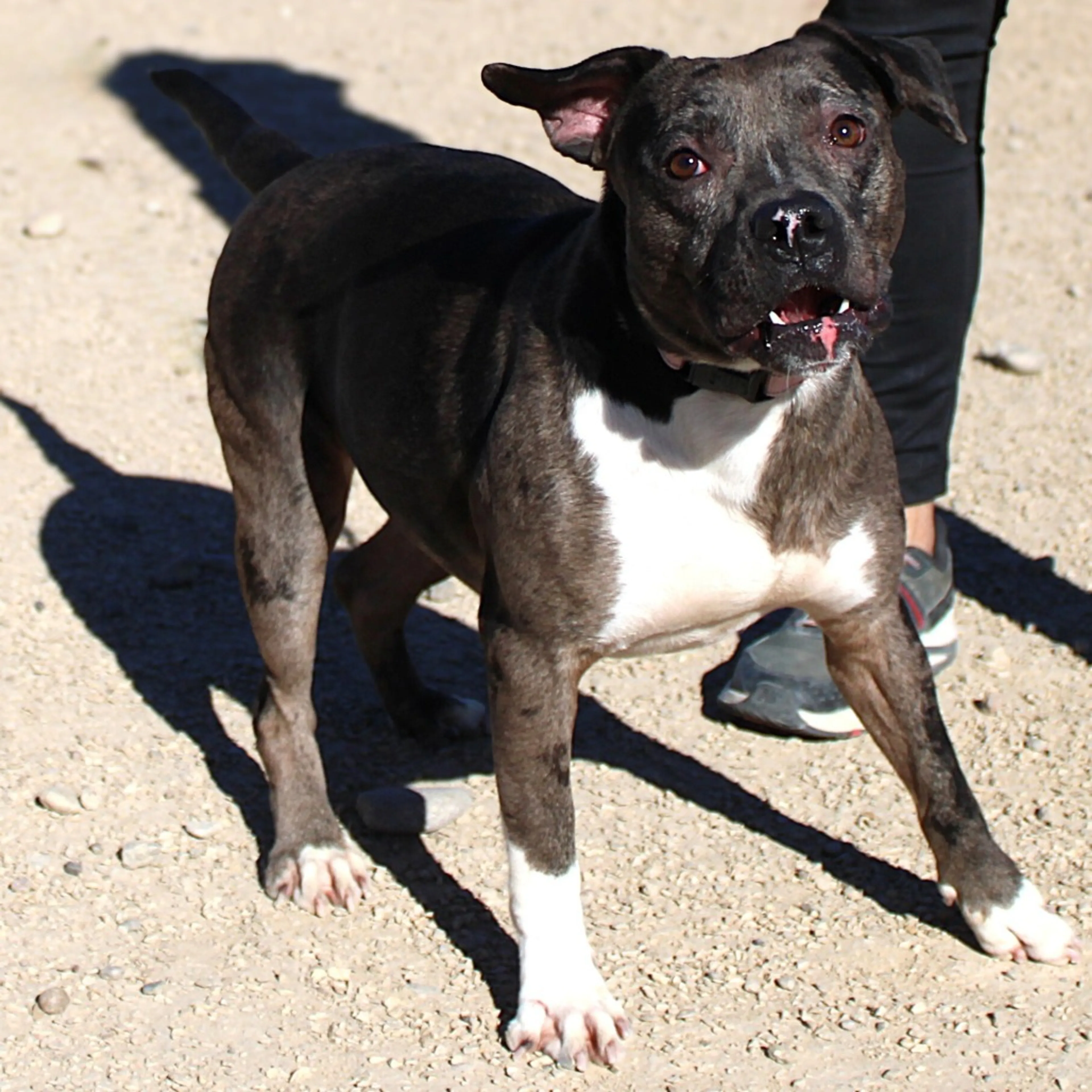 Found pet-11