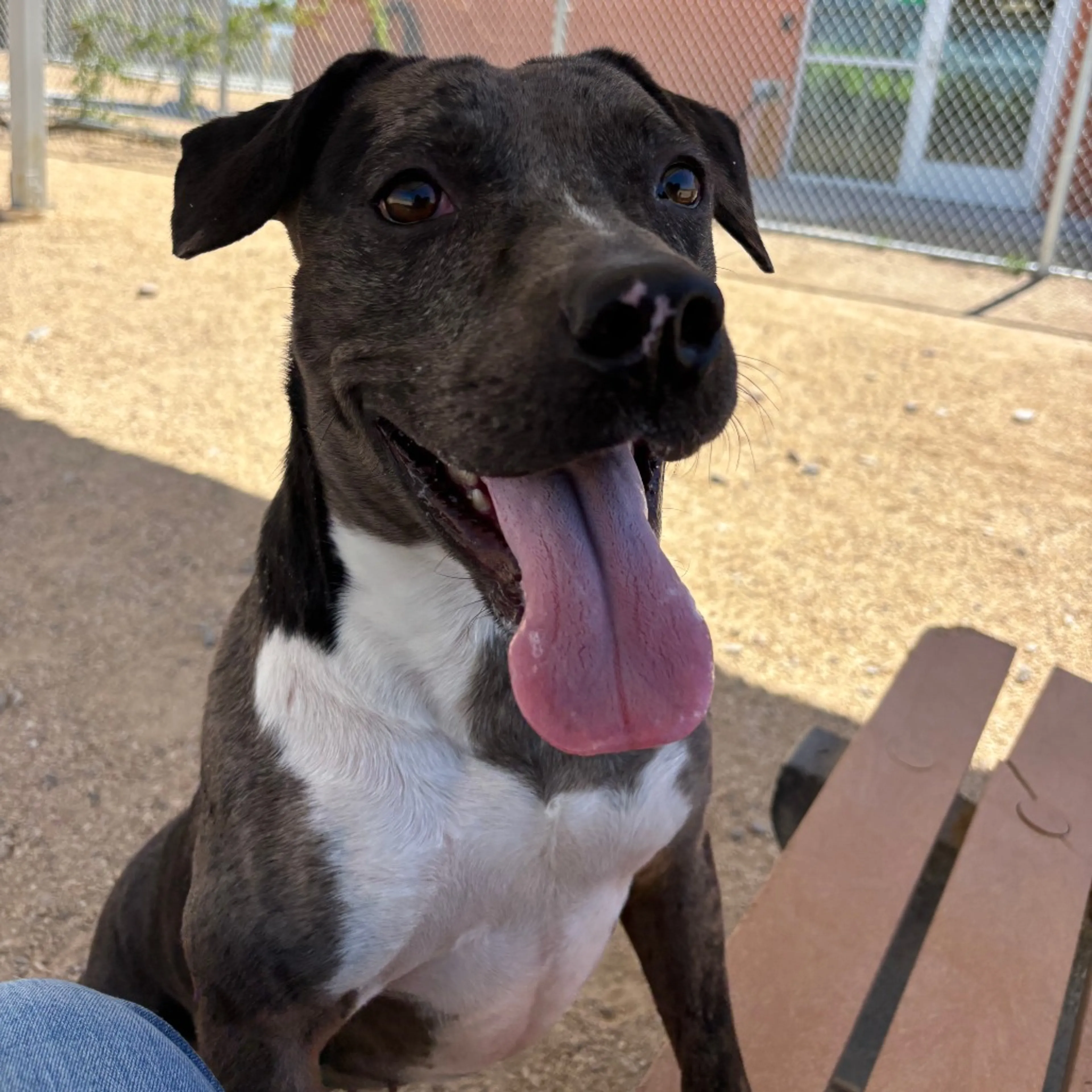 Found pet-19