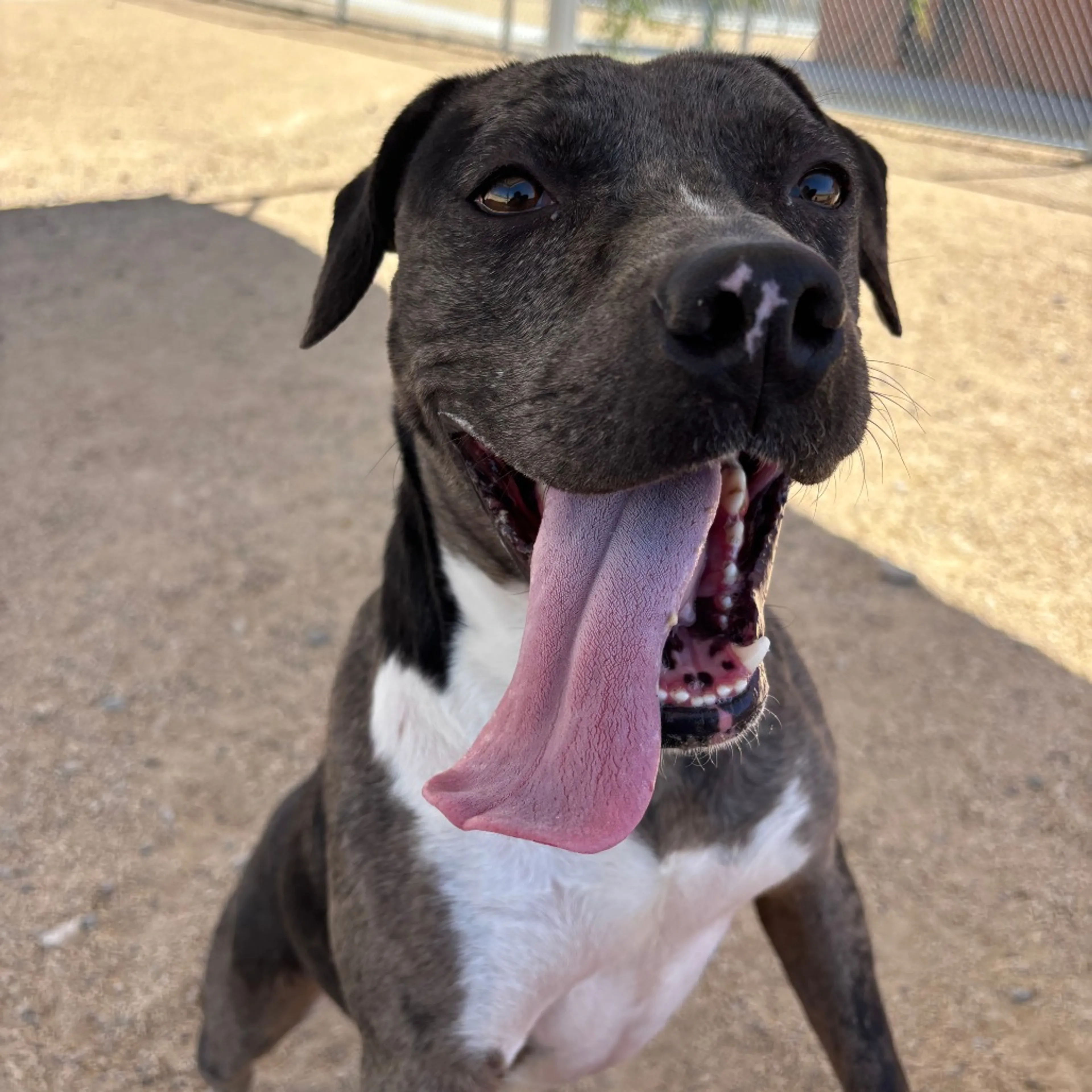 Found pet-18