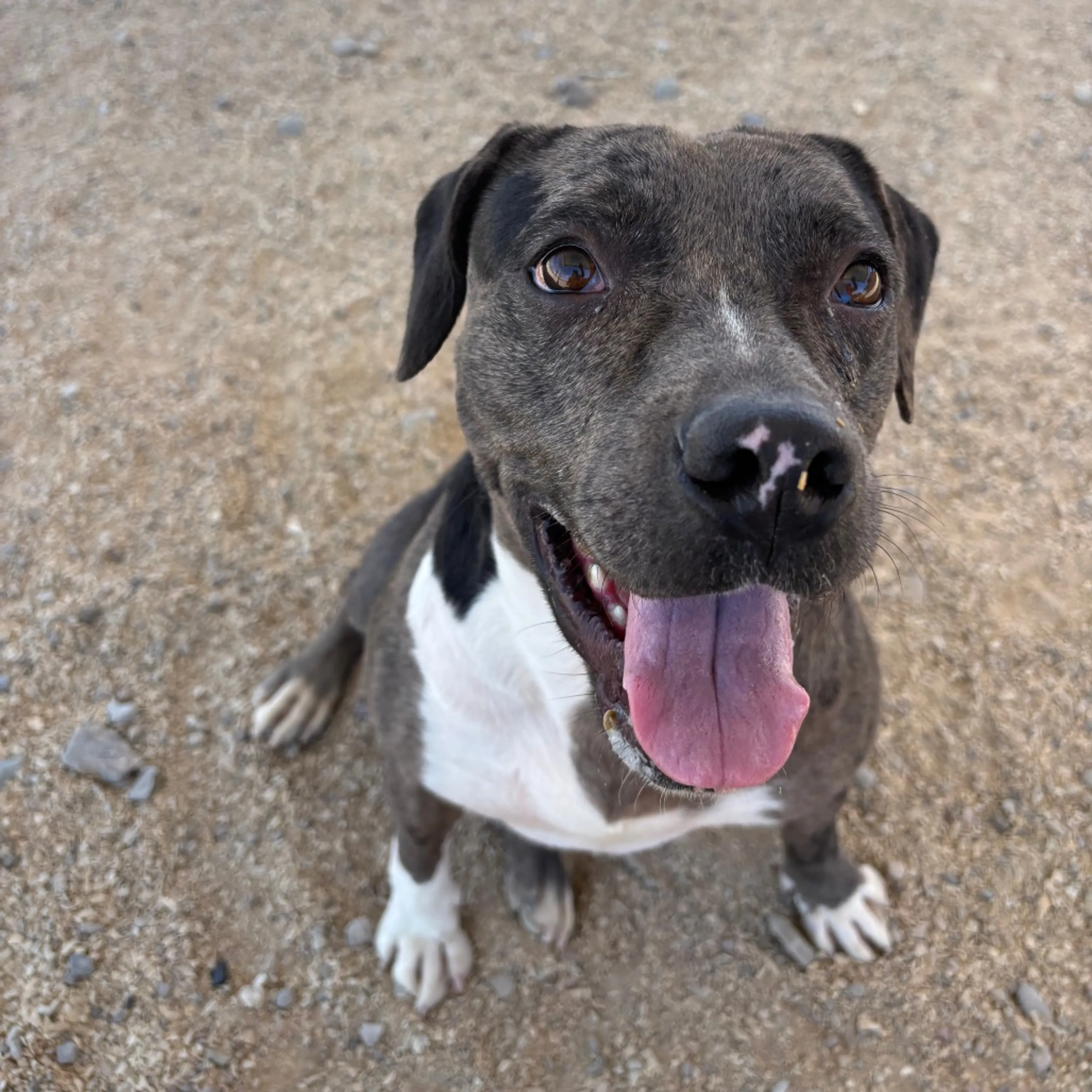 Found pet-17