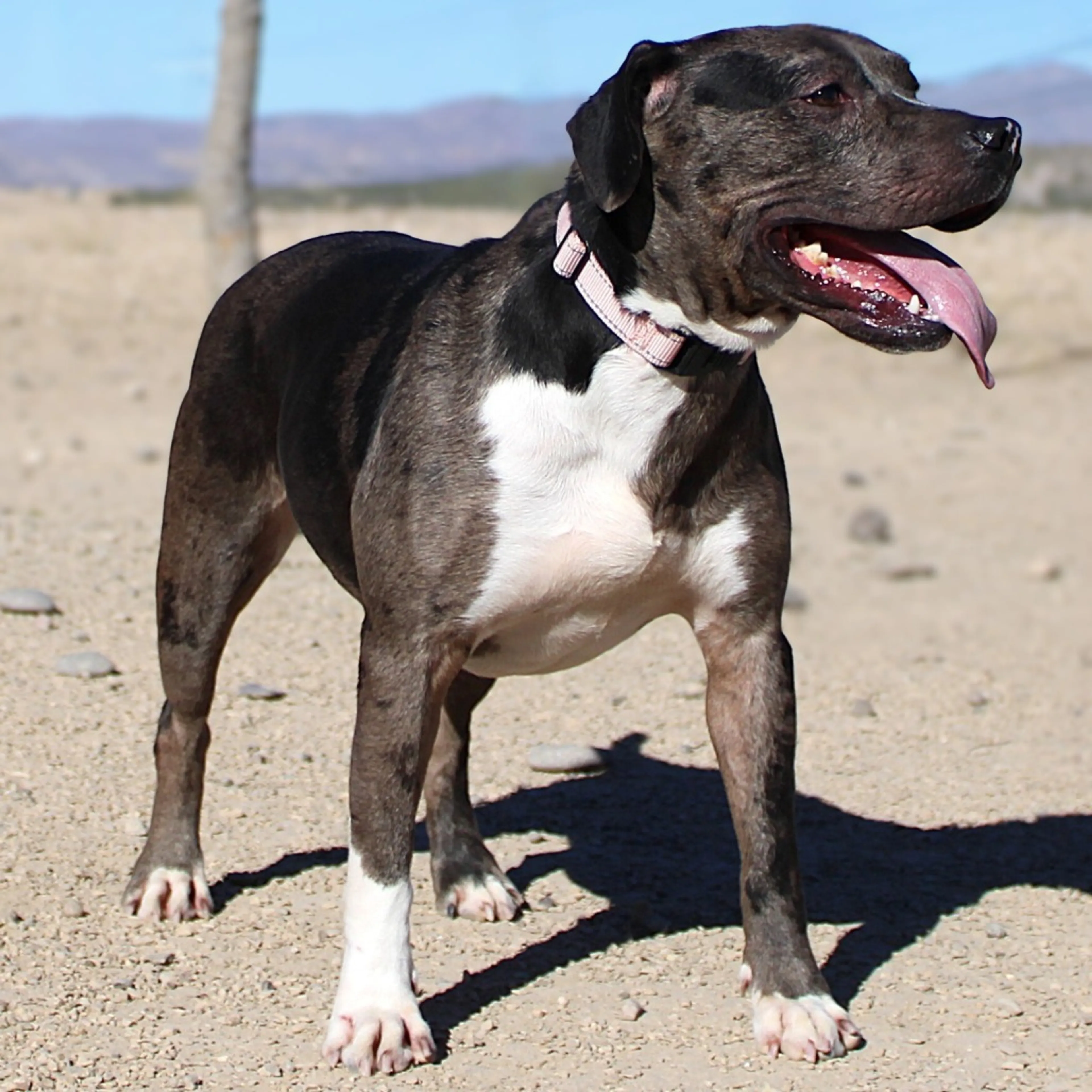 Found pet-10