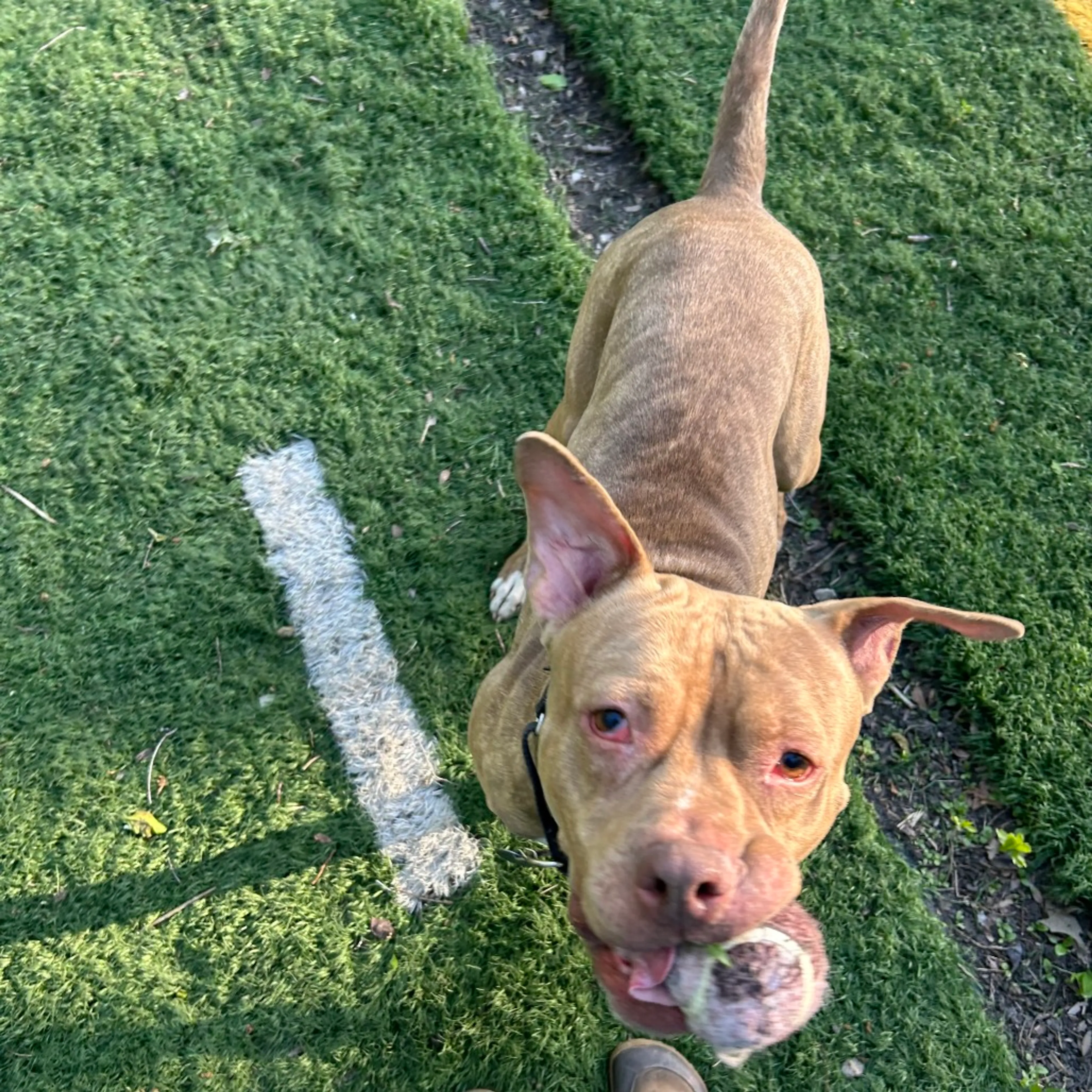 Found pet-11