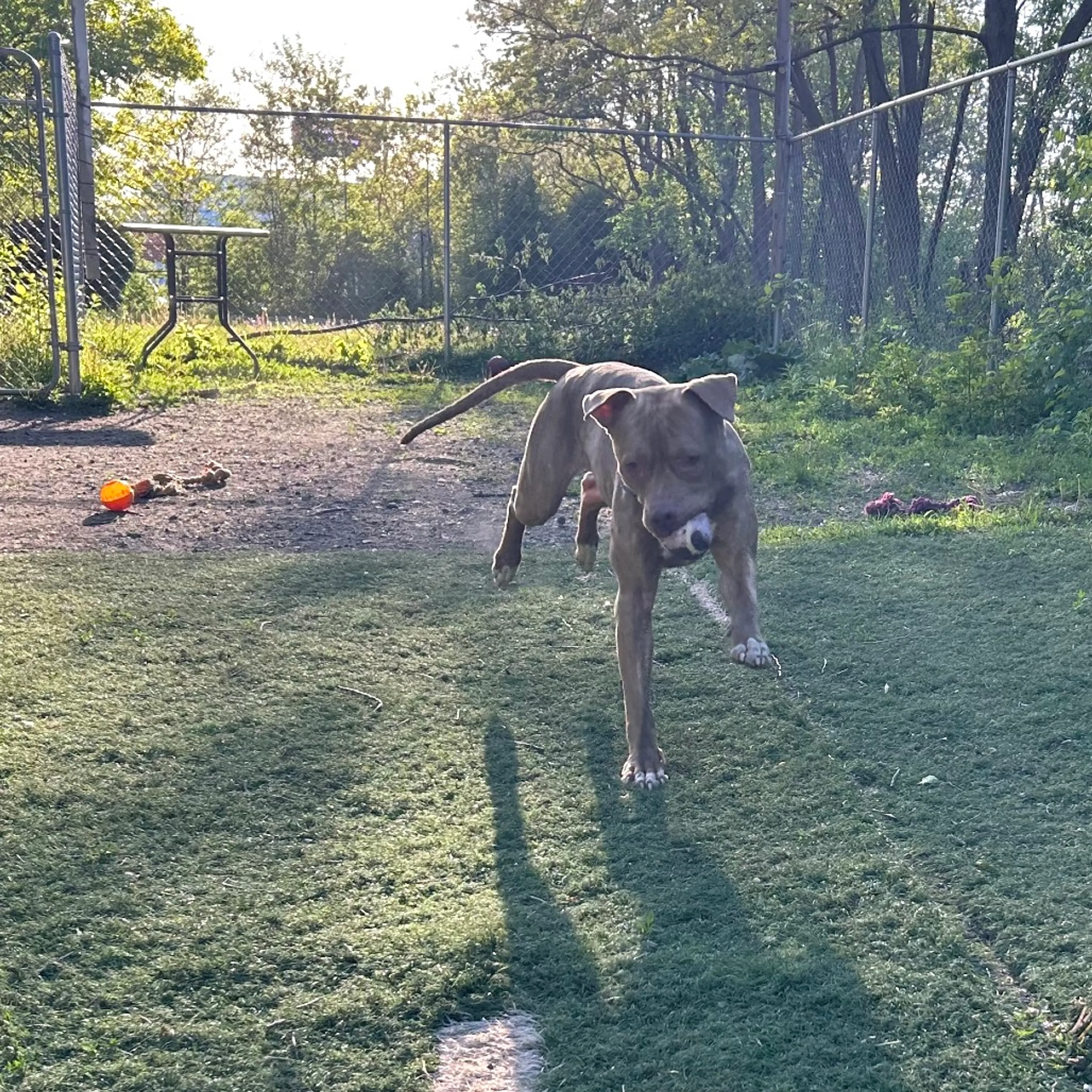 Found pet-10