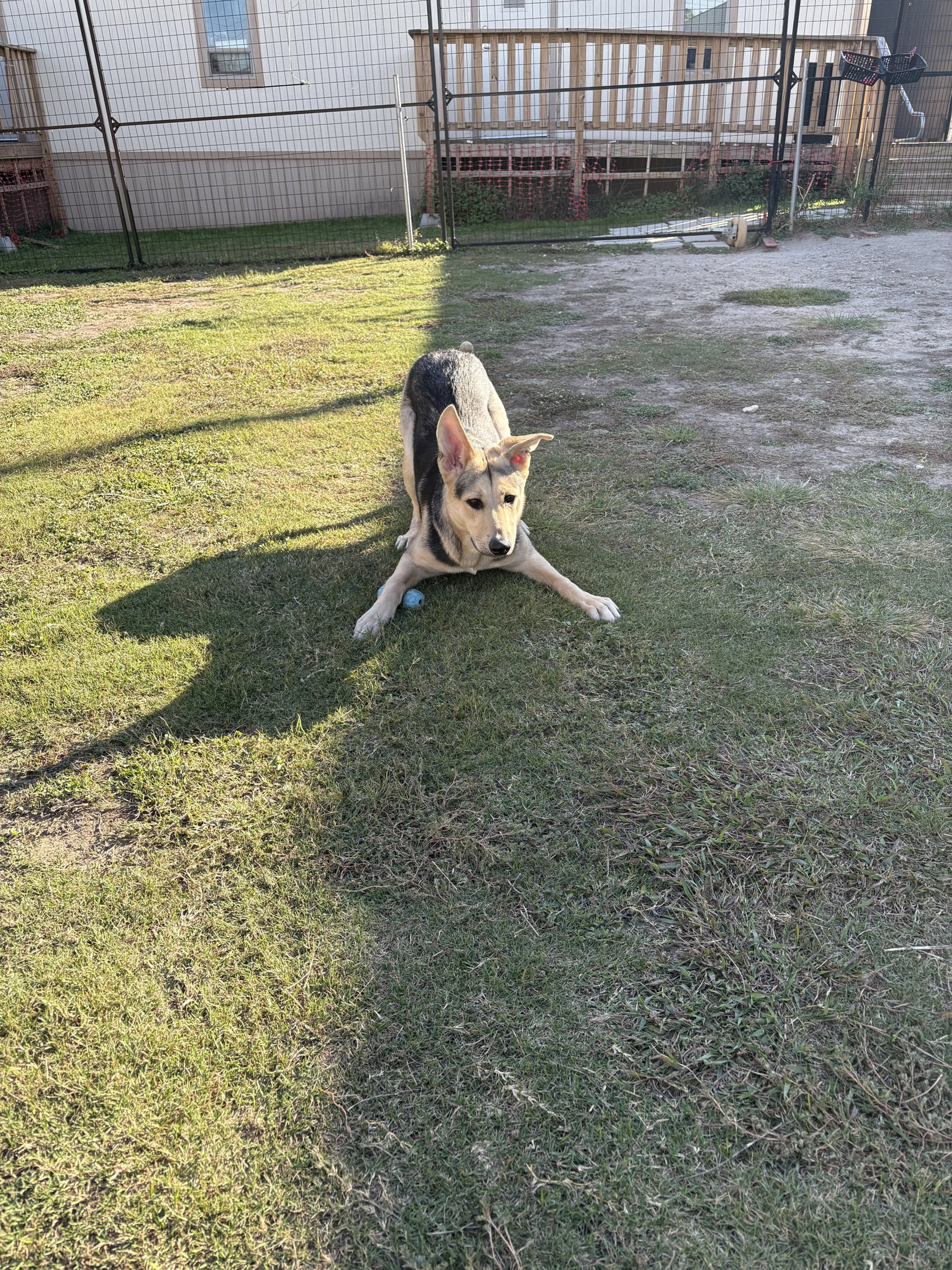 Found pet-3
