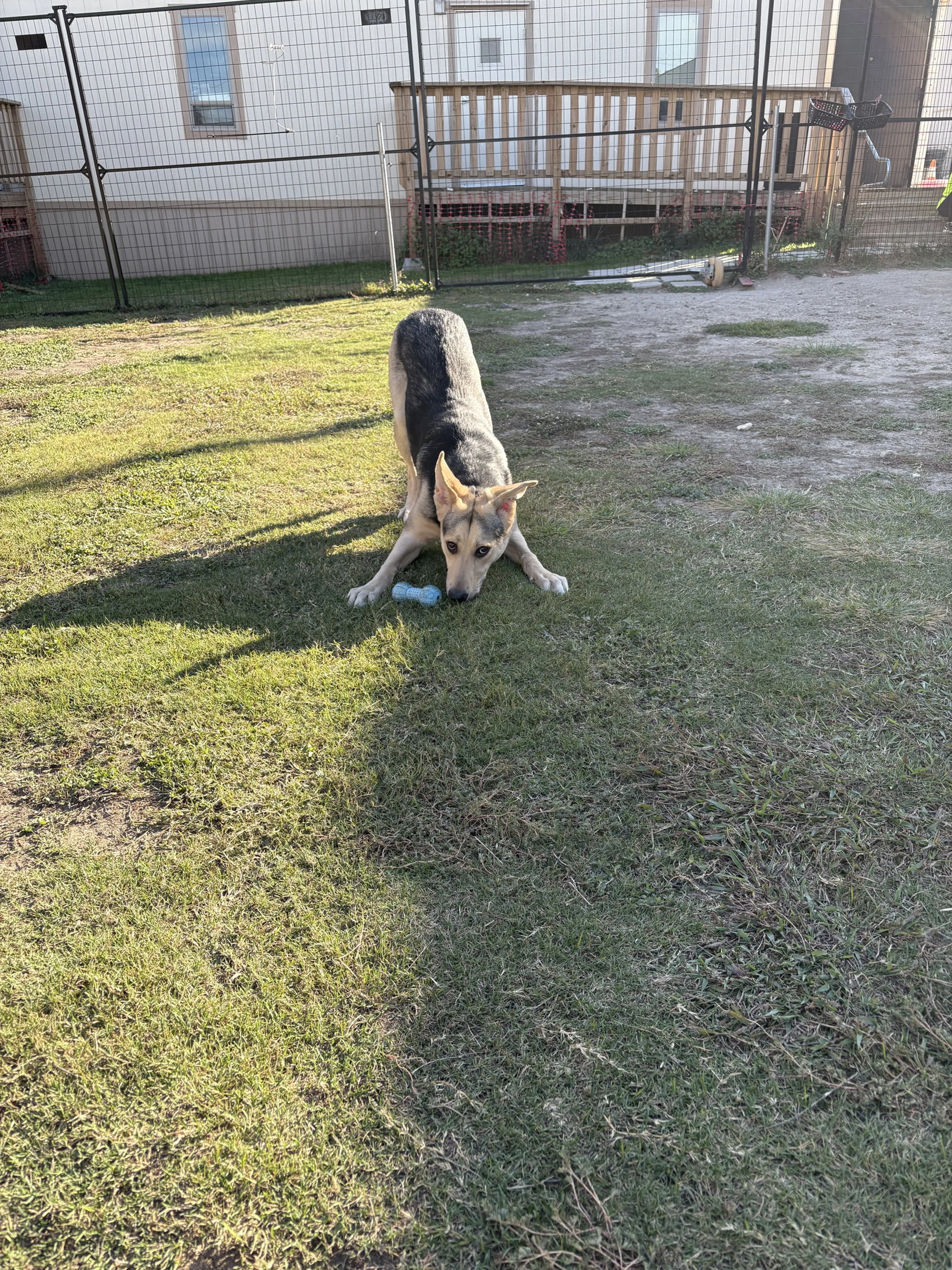 Found pet-4