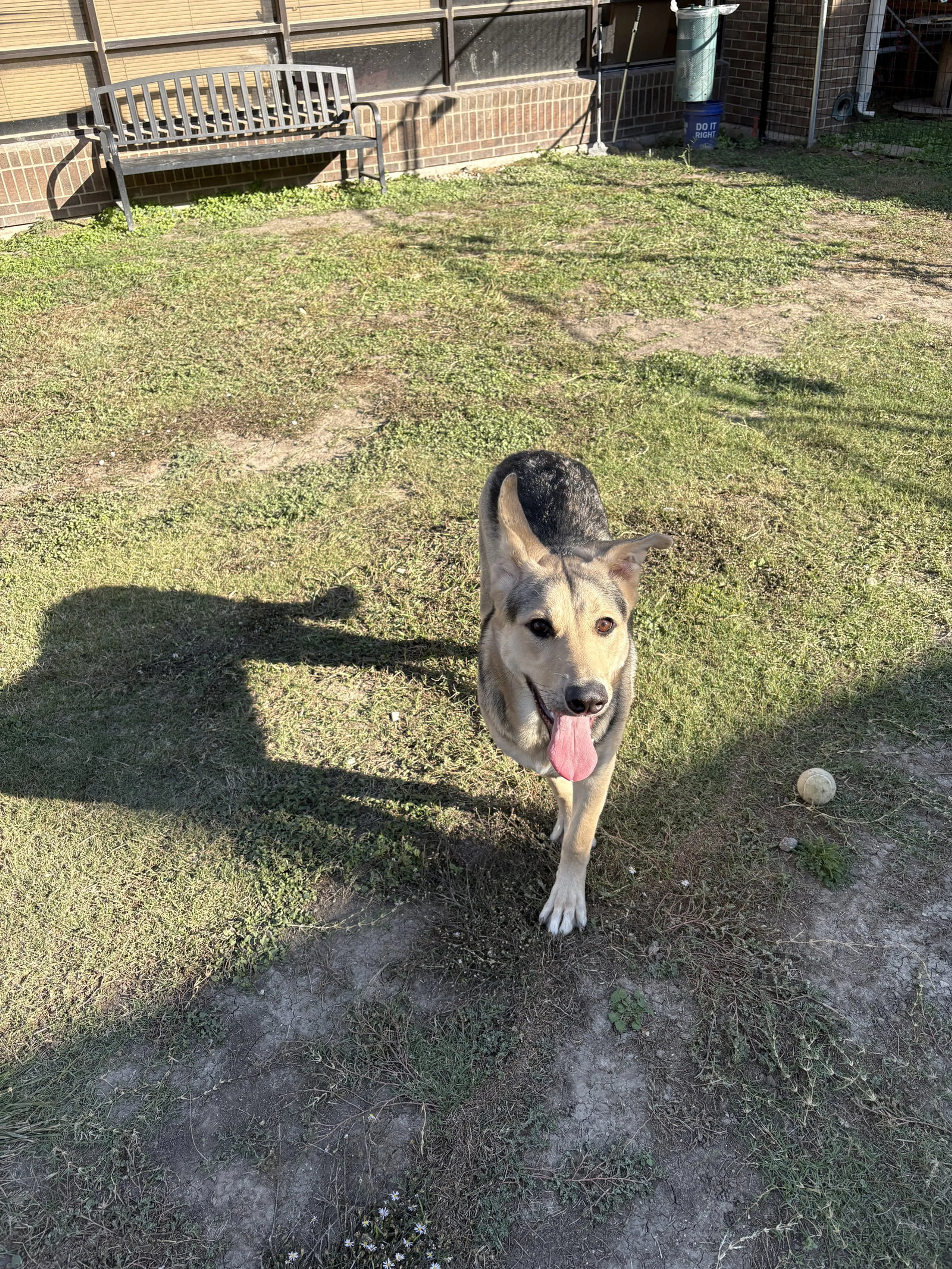 Found pet-2
