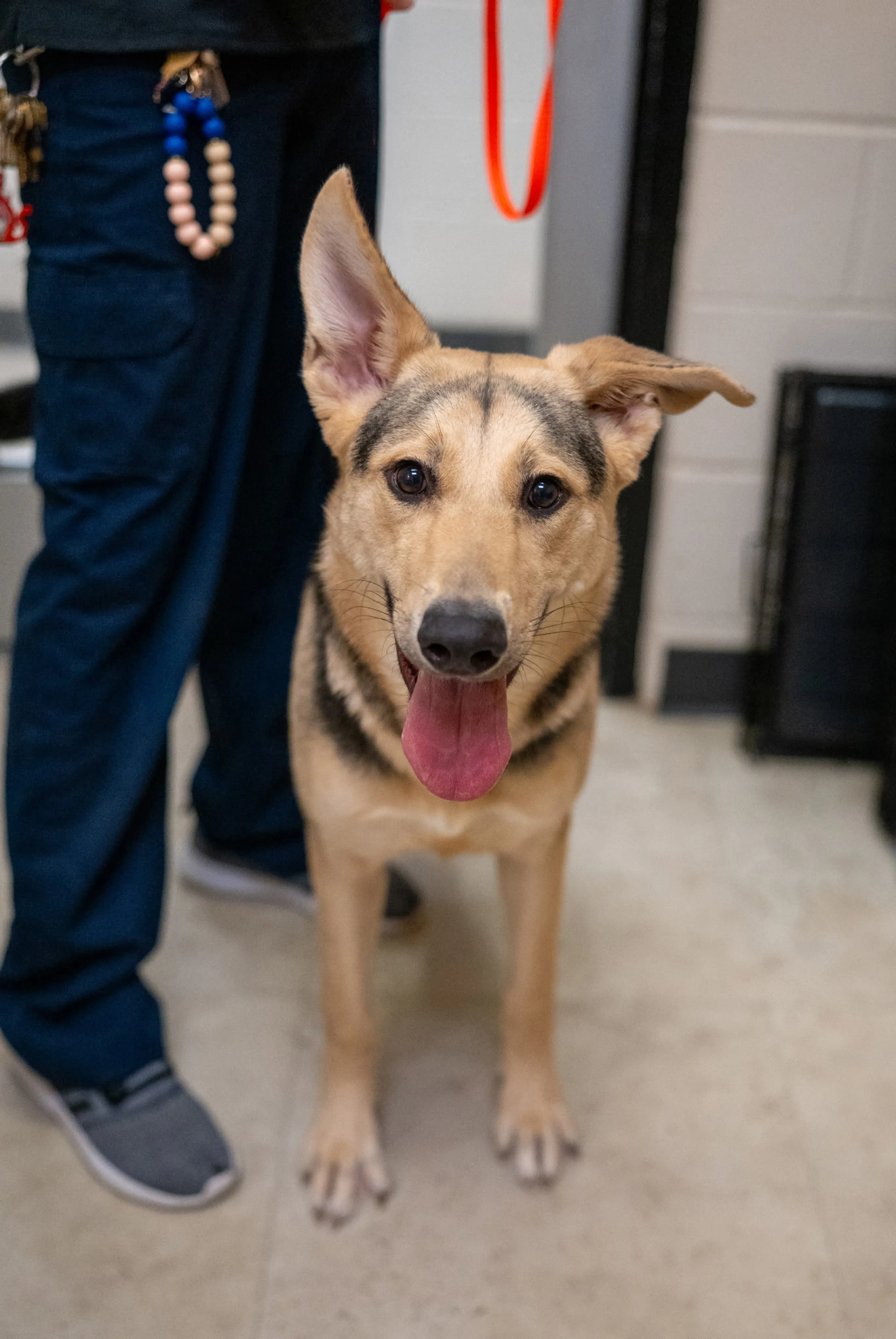 Found pet-1