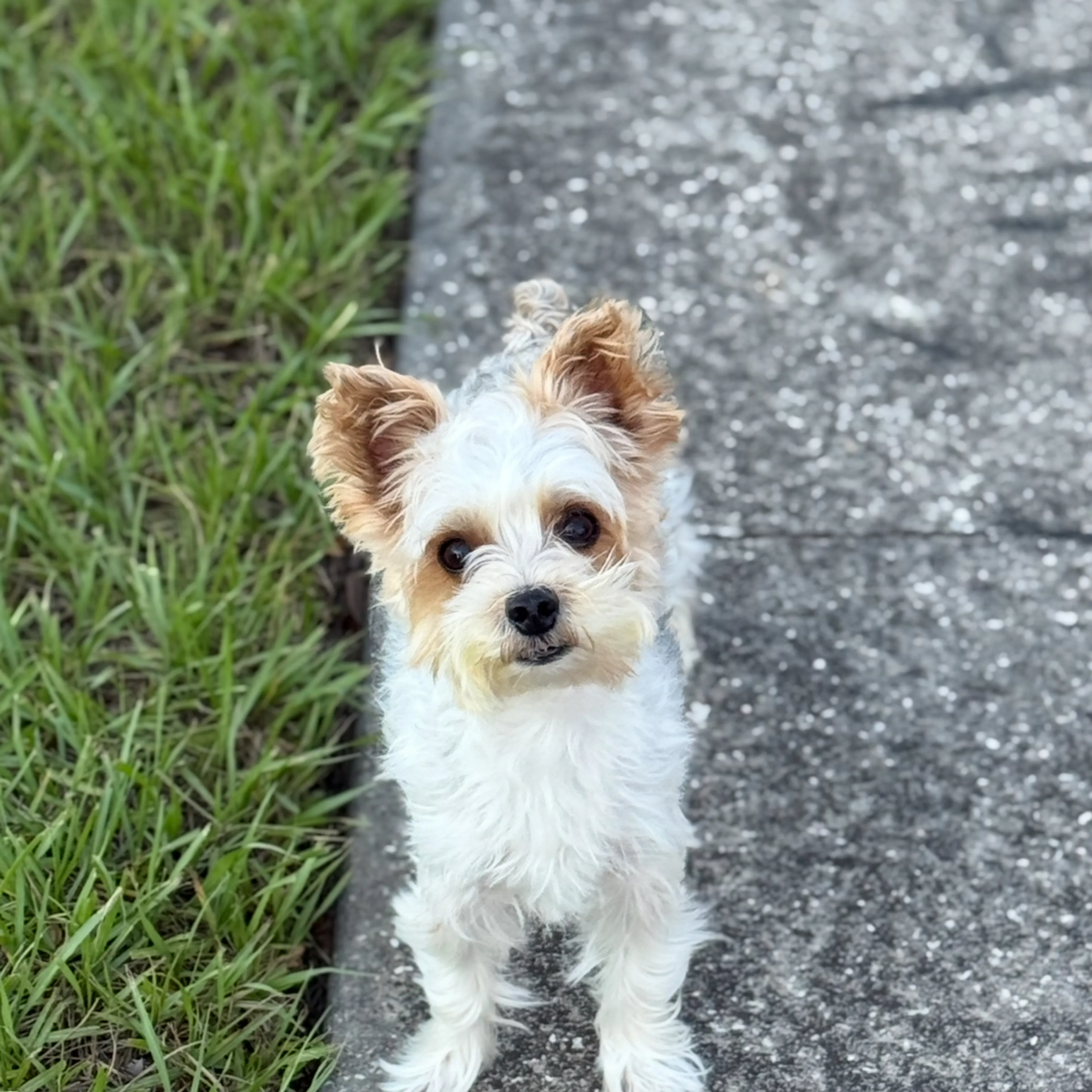 Lost pet-0