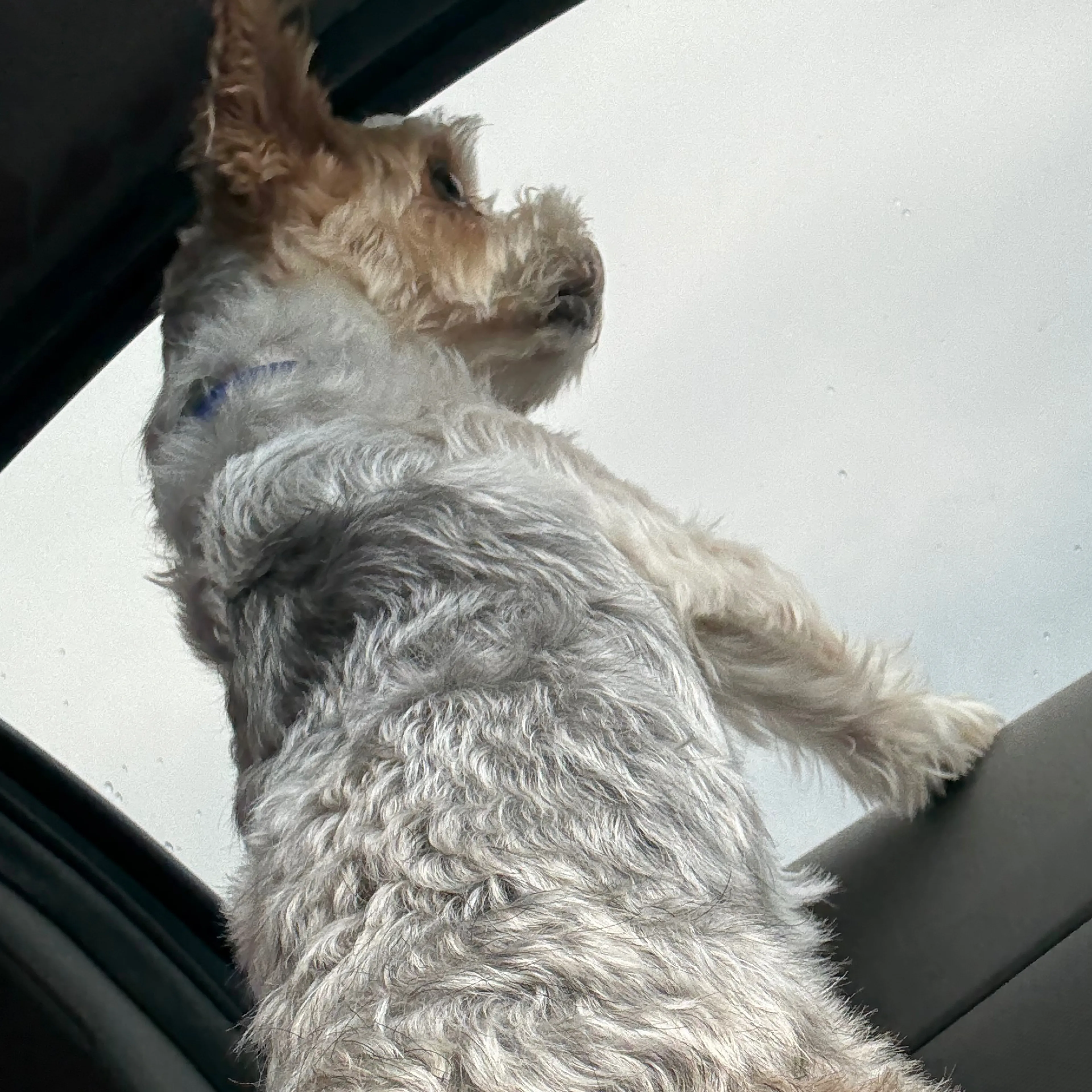 Lost pet-3