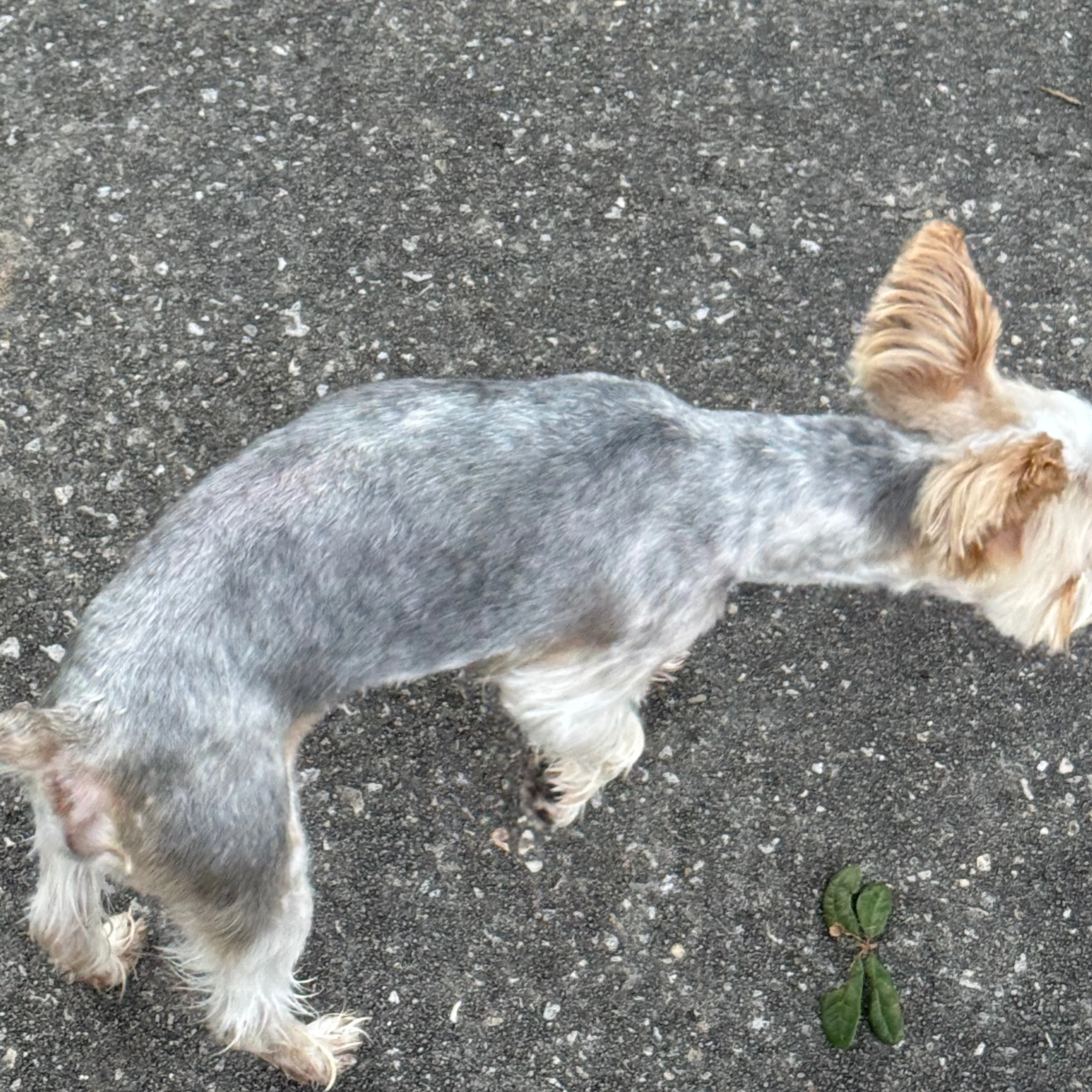 Lost pet-1
