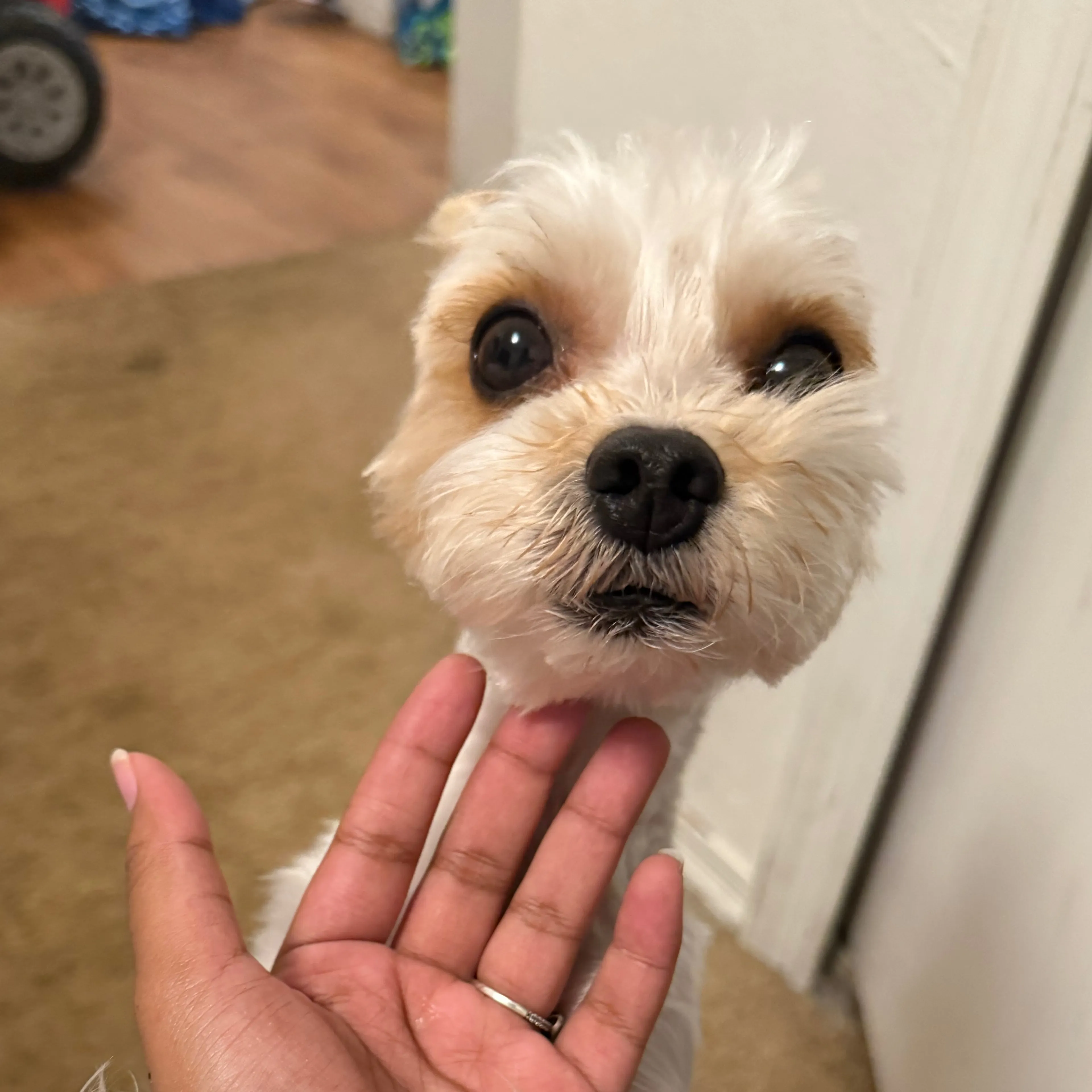 Lost pet-2