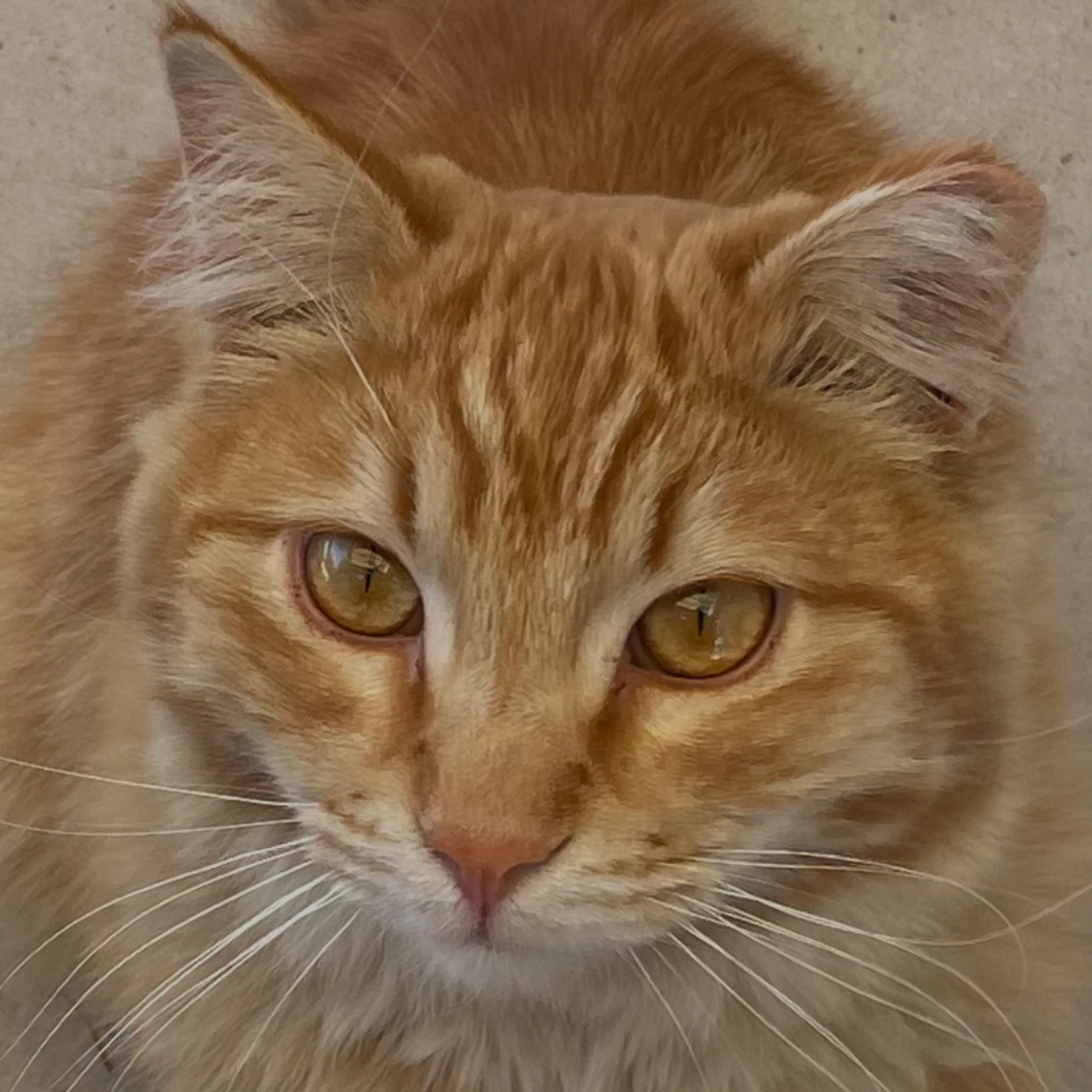 Lost pet-1