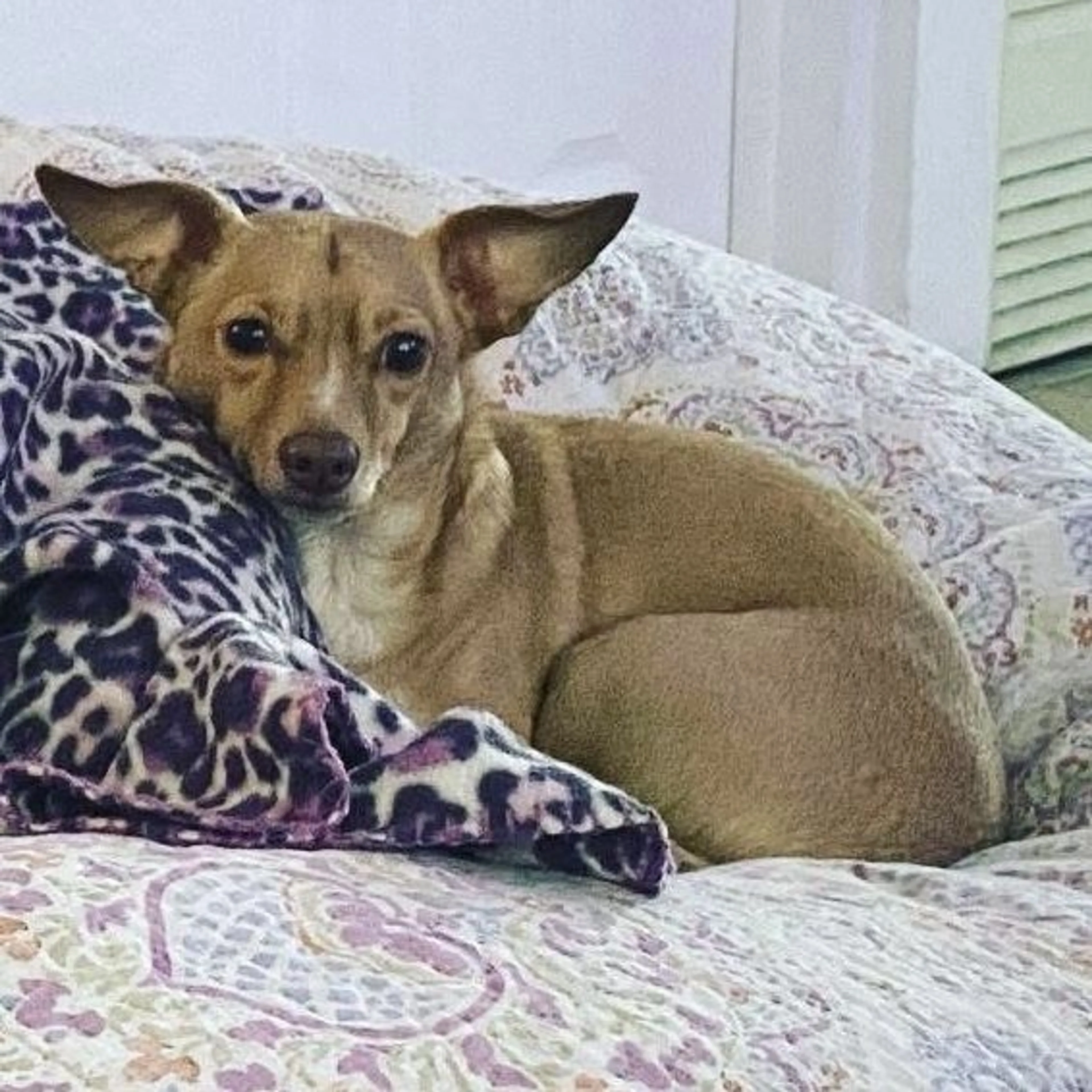 Lost pet