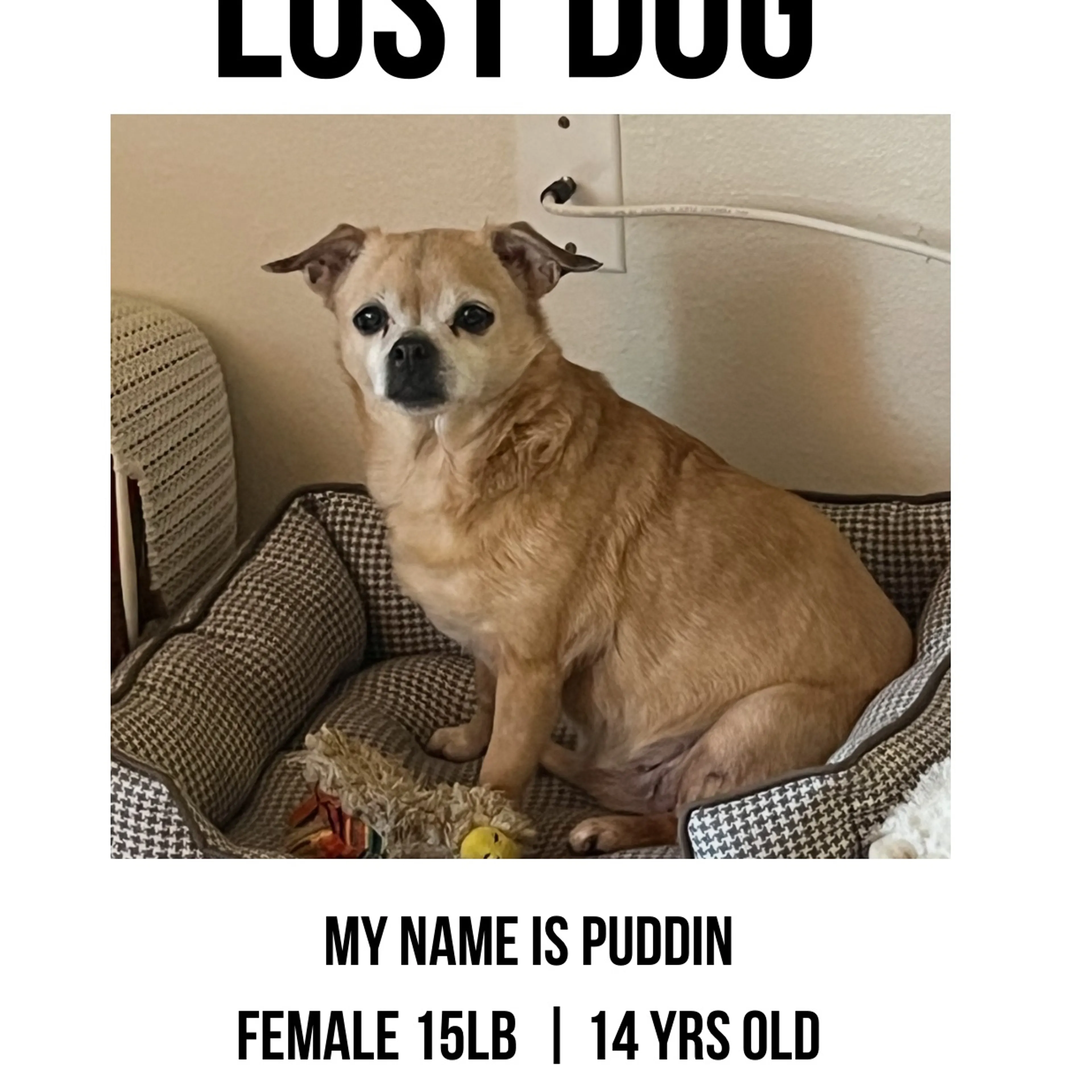 Lost pet-1