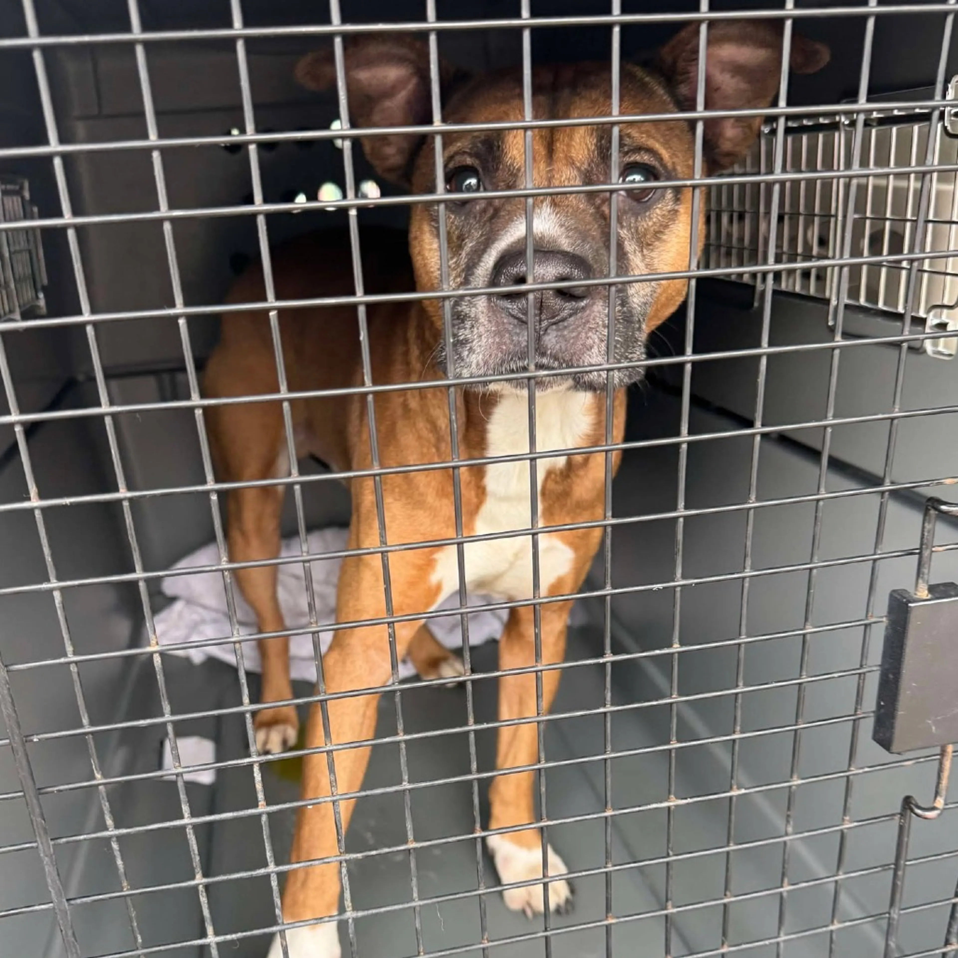 Found pet-1