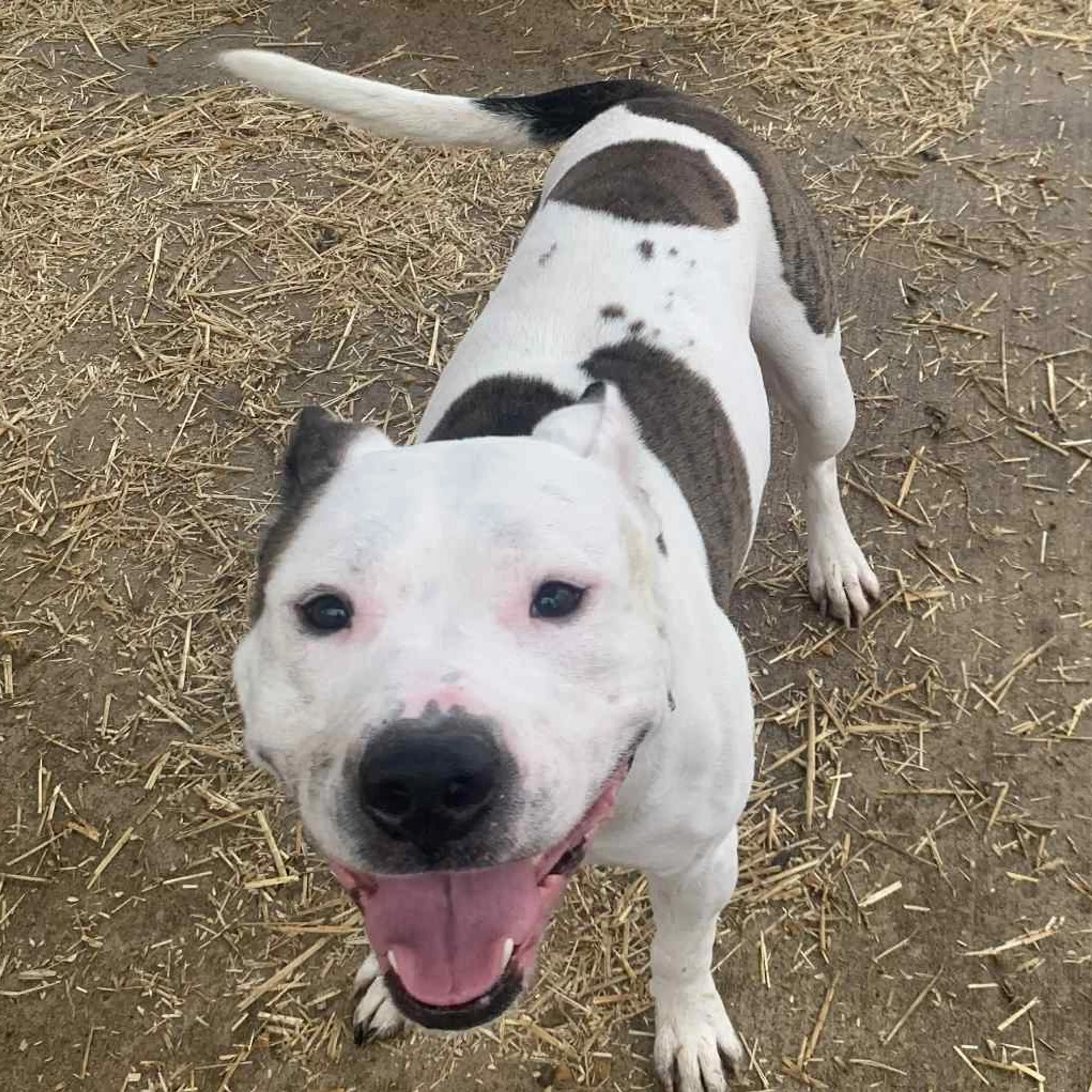 Found pet-1