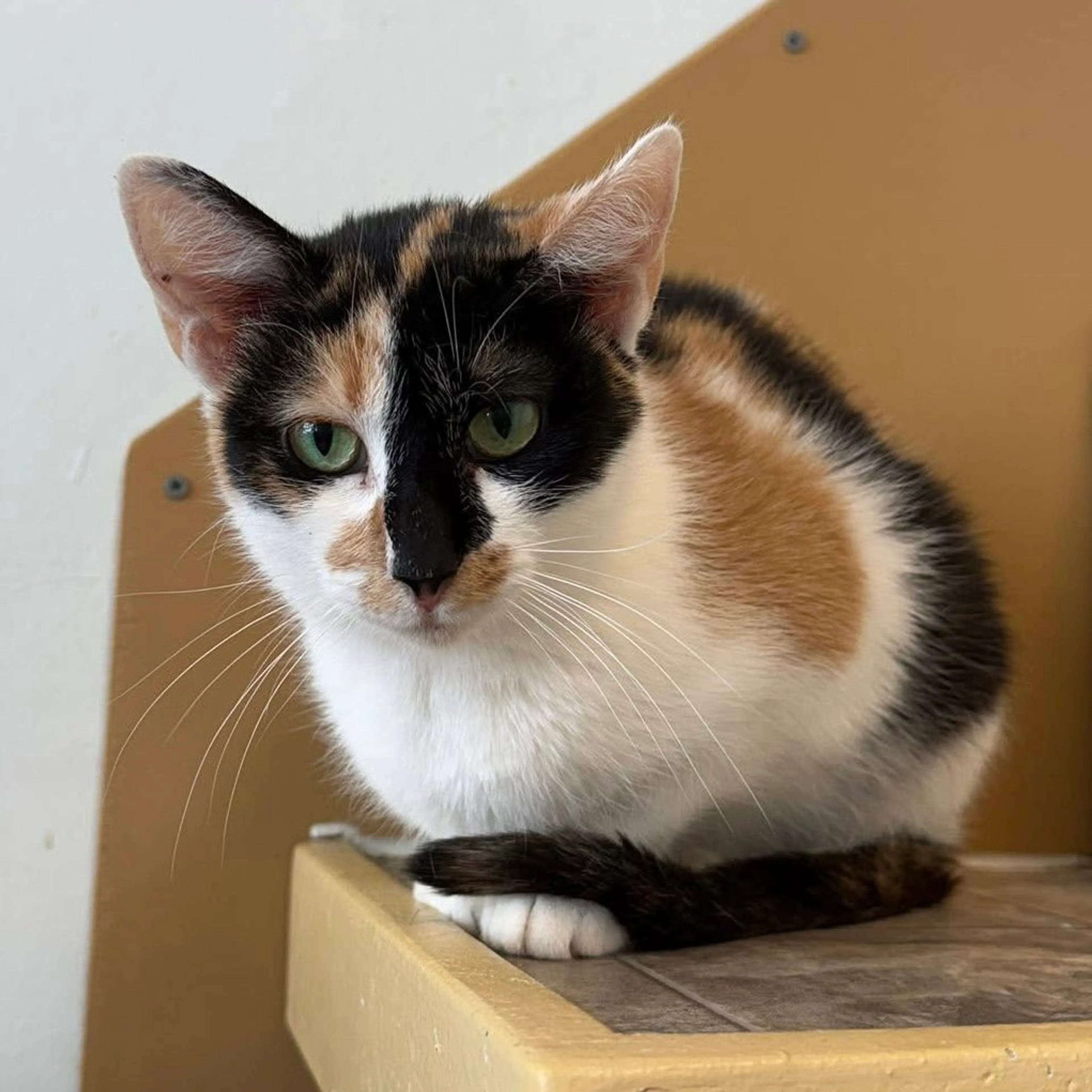 Found pet-2